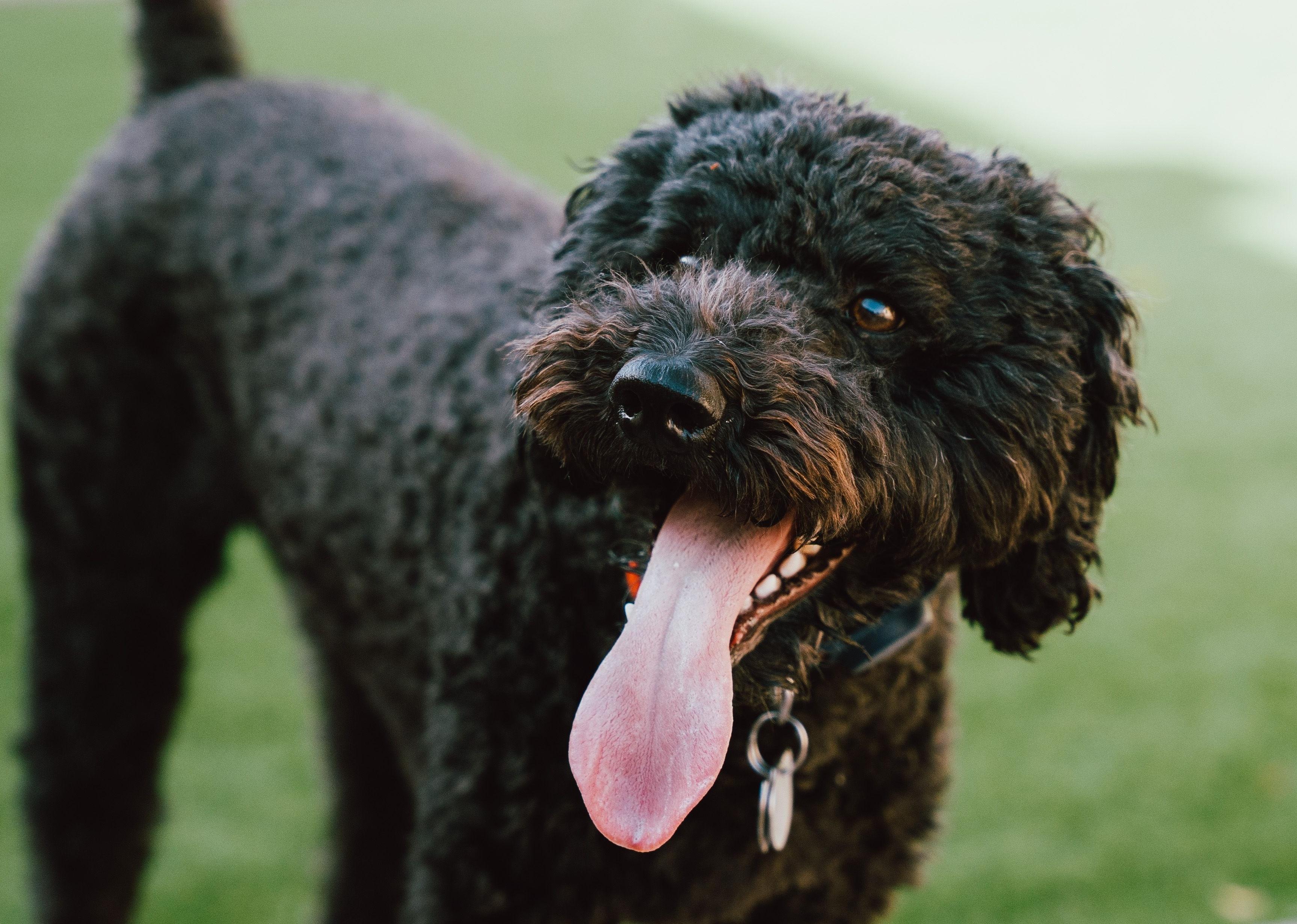 A black Barbet dog on a blurry background.