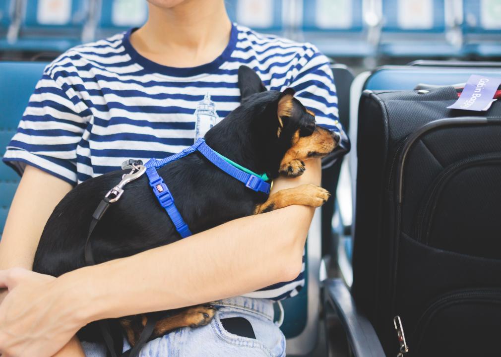 Small dog sitting in the hands of owner in an airport.