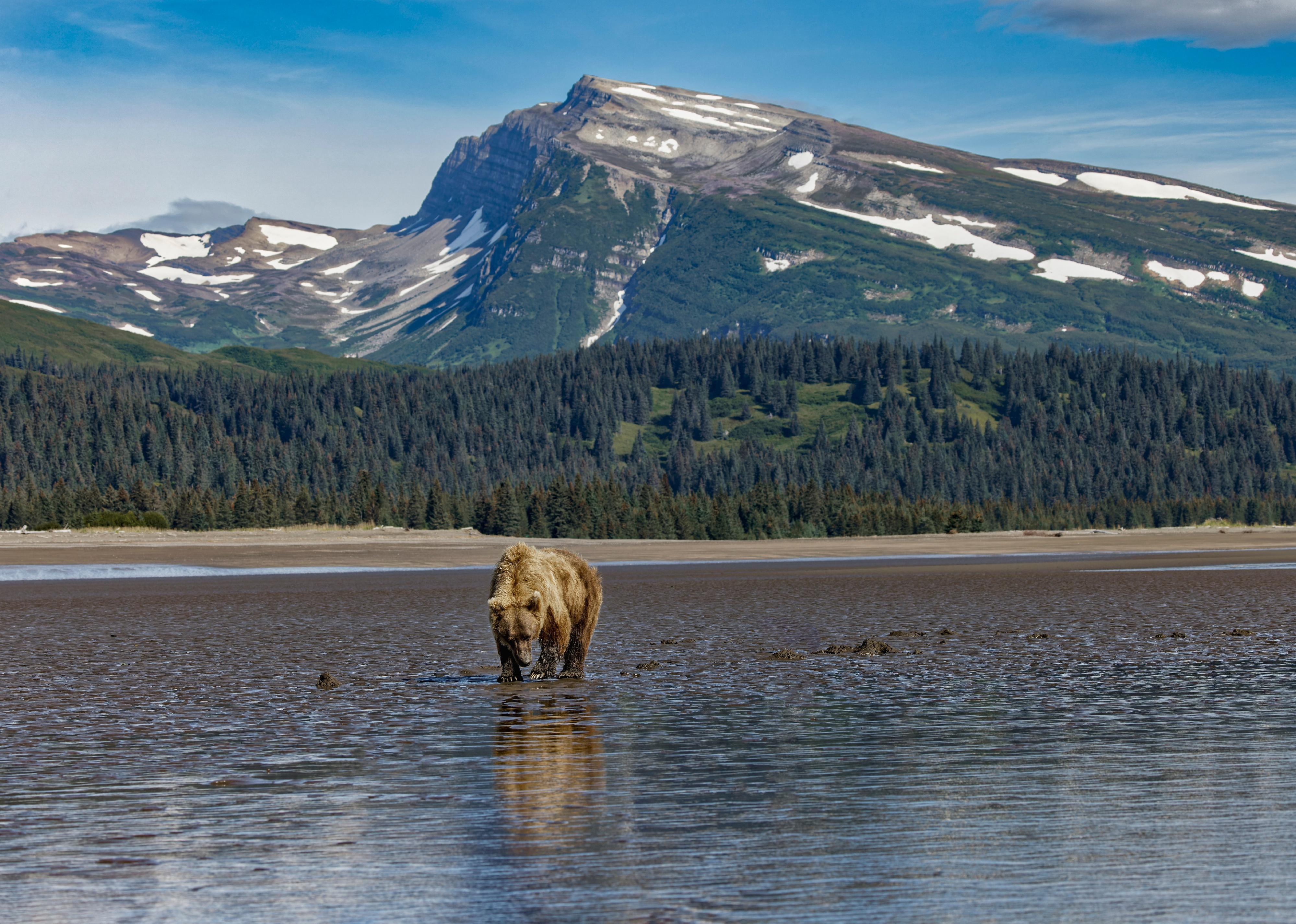 Adult female grizzly bear clamming, Lake Clark National Park and Preserve.