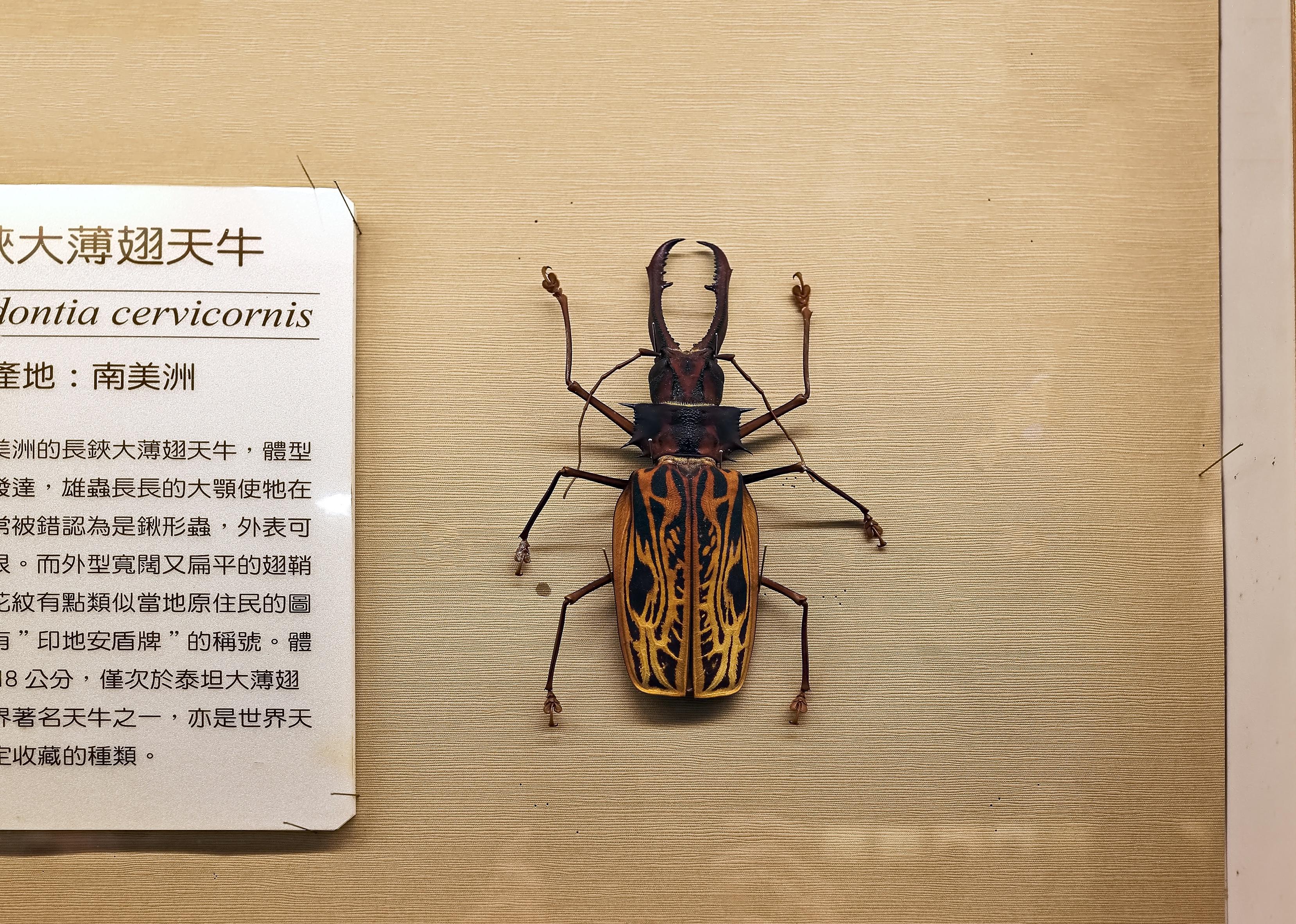 Close-up of Sabertooth longhorn beetle on brown background.
