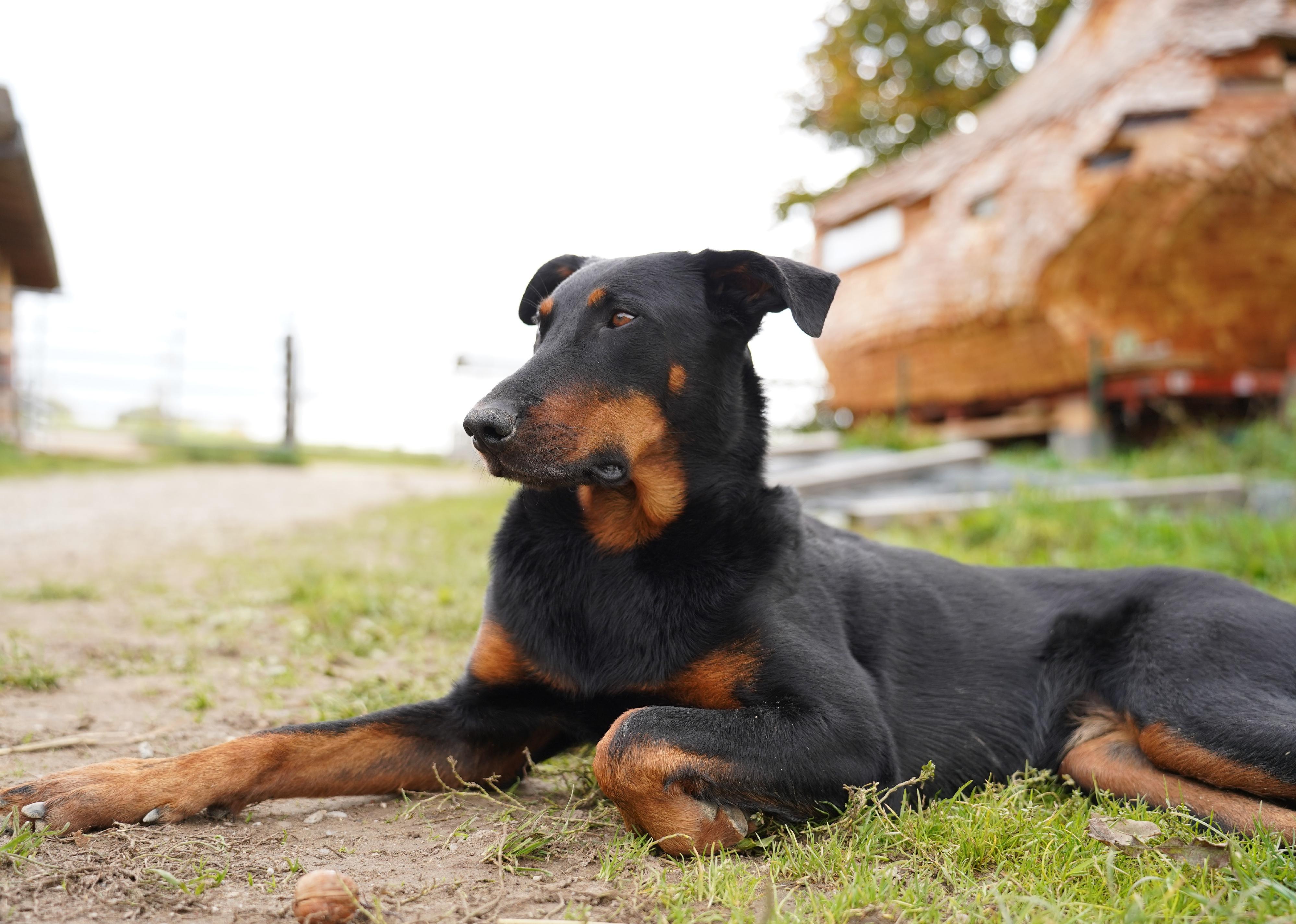 A Beauceron lying in the sun in grass.