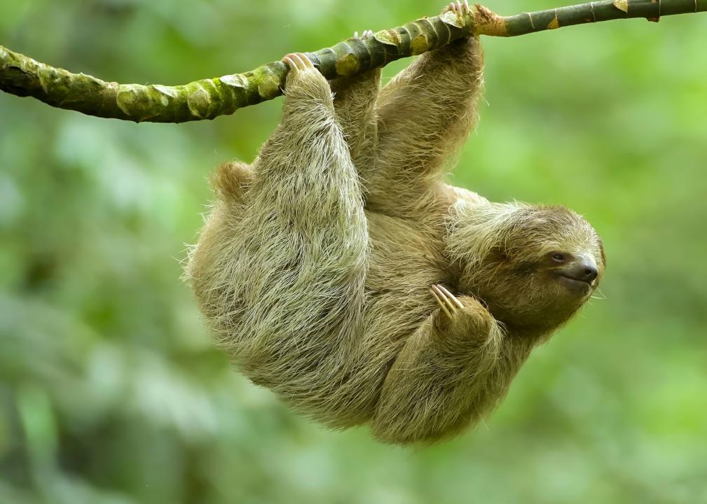 A three-fingered sloth hanging from a tree branch.
