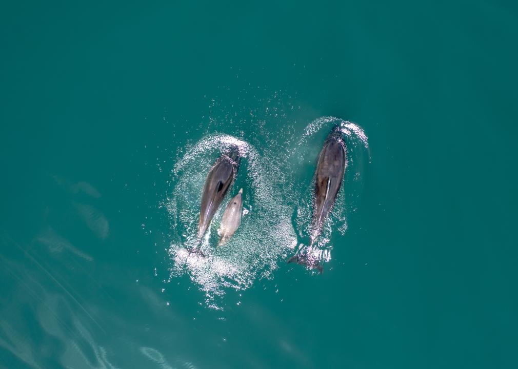 Top view of a pod of dolphins in the ocean.
