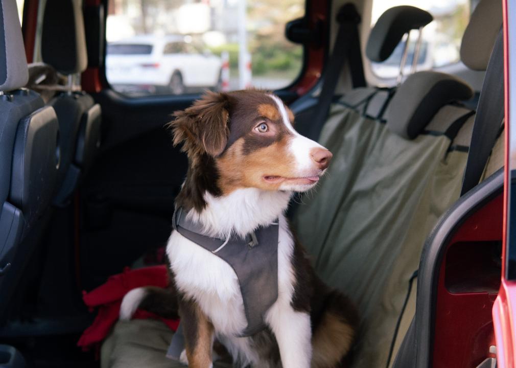 A border collie in the back of a car. 