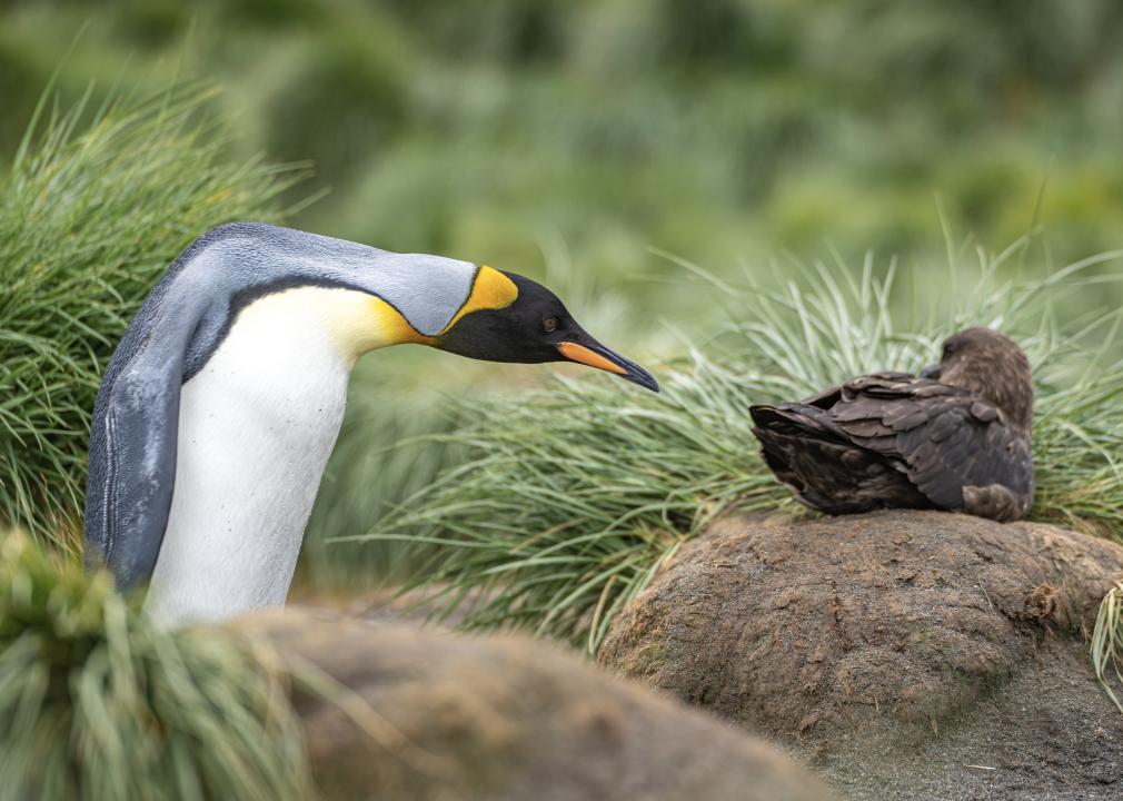 King penguin looking very closely from behind at a sitting skua.