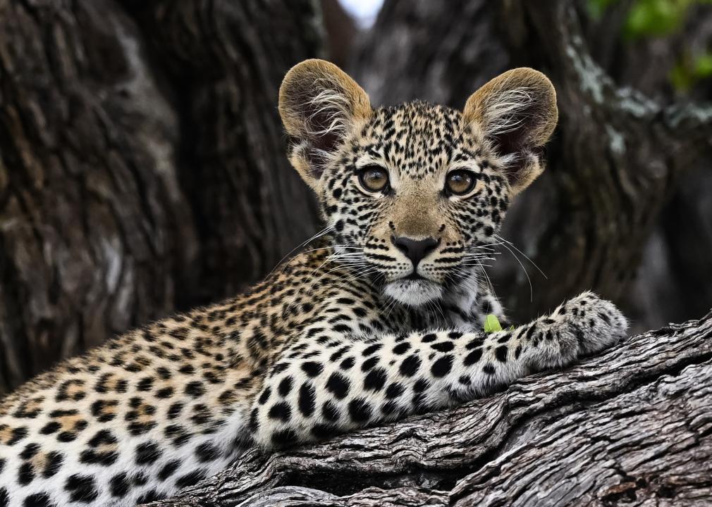 A young leopard cub laying on a tree.