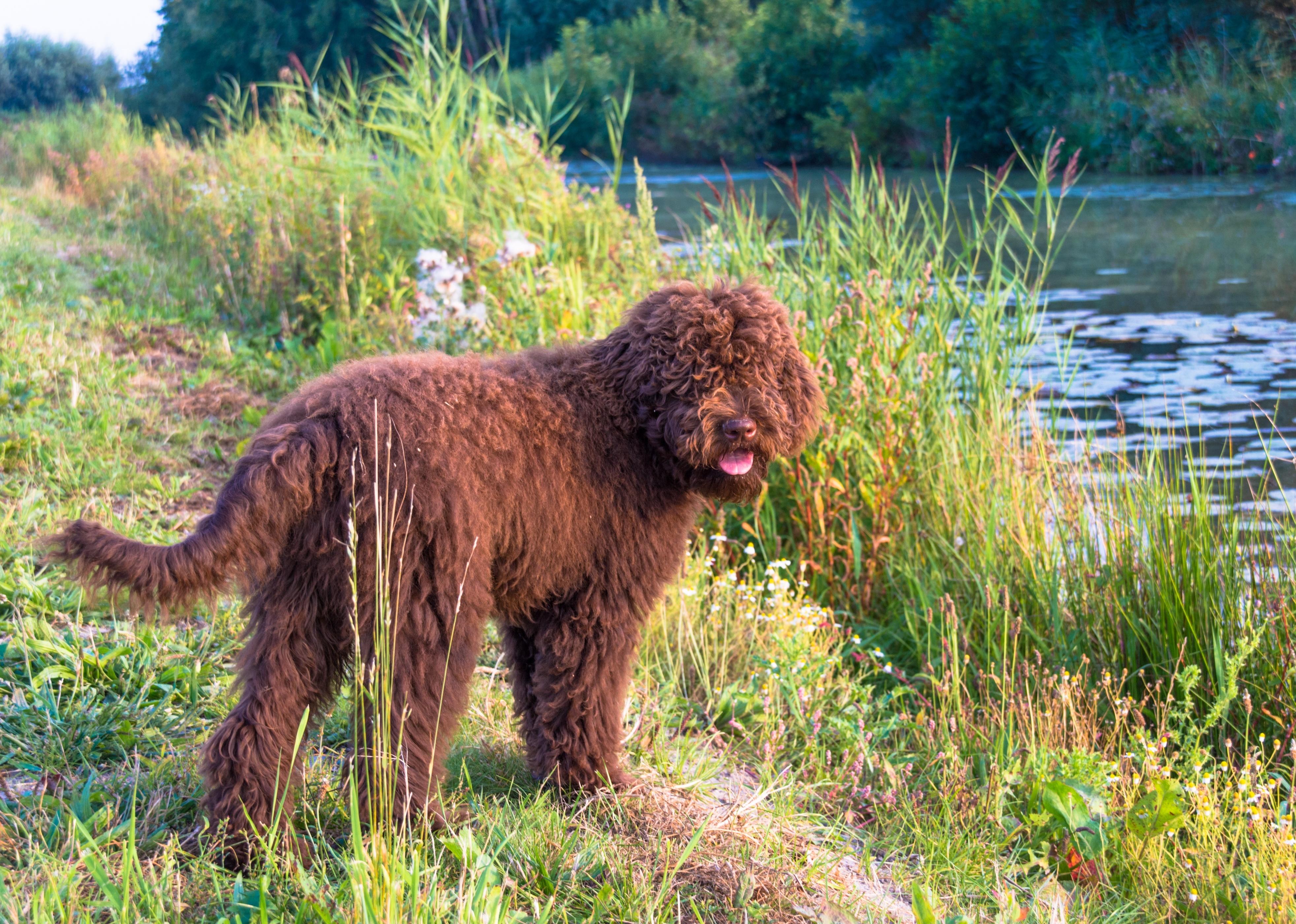 A furry brown Barbet standing in summer evening light along water.