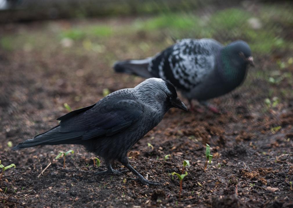 Grey jackdaw bird and a pigeon eating young green sprouts.