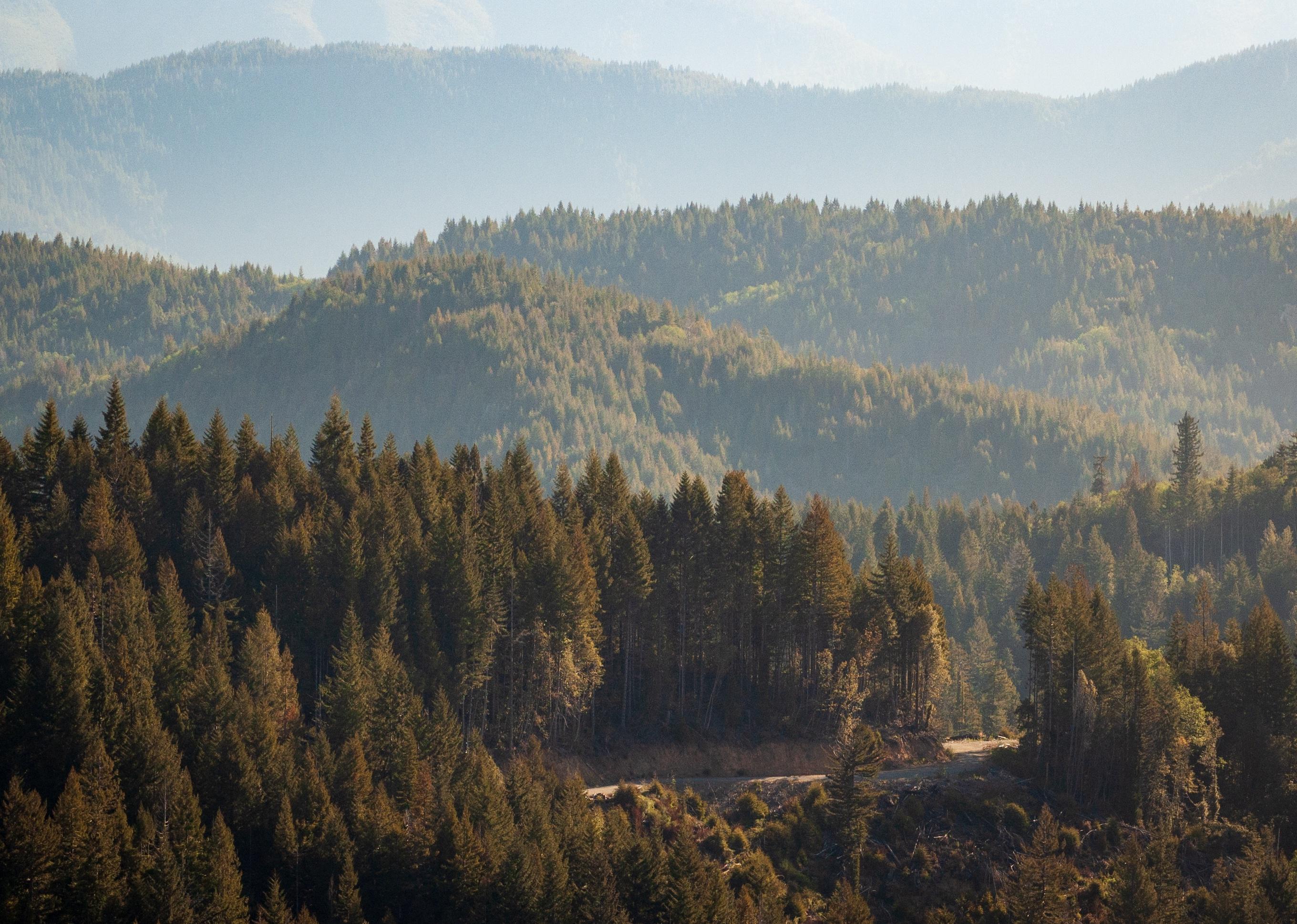 Redwood National Park in California.