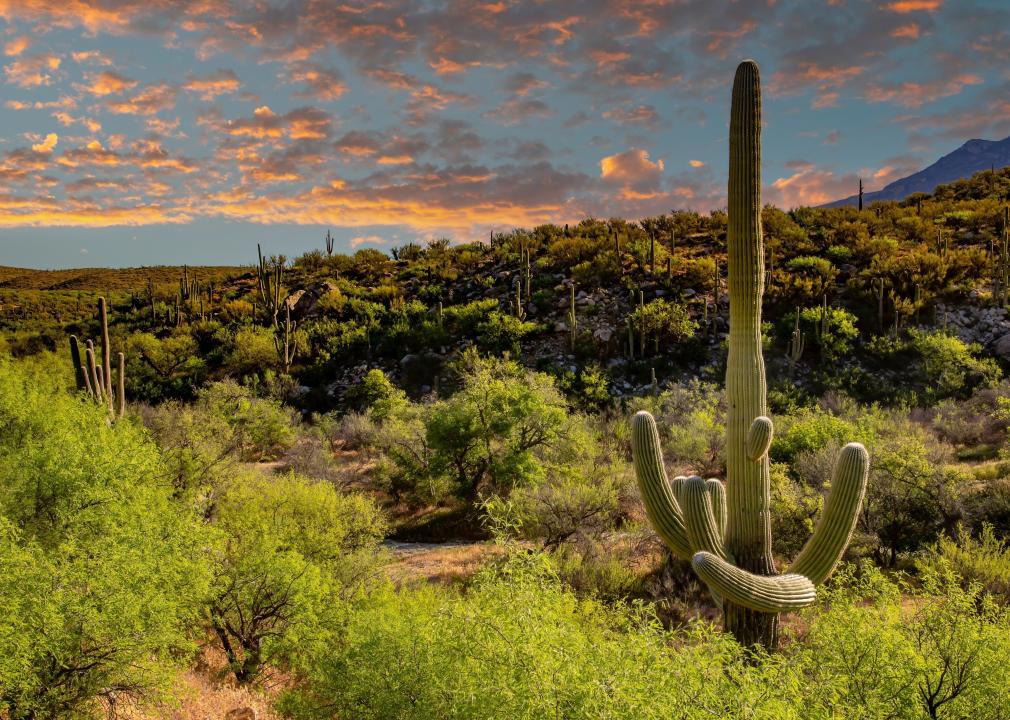 Saguaro cactus and the Santa Catalina mountains in Catalina State Park.