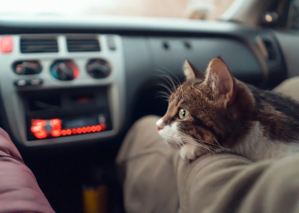 A couple traveling with a cat on a car trip.