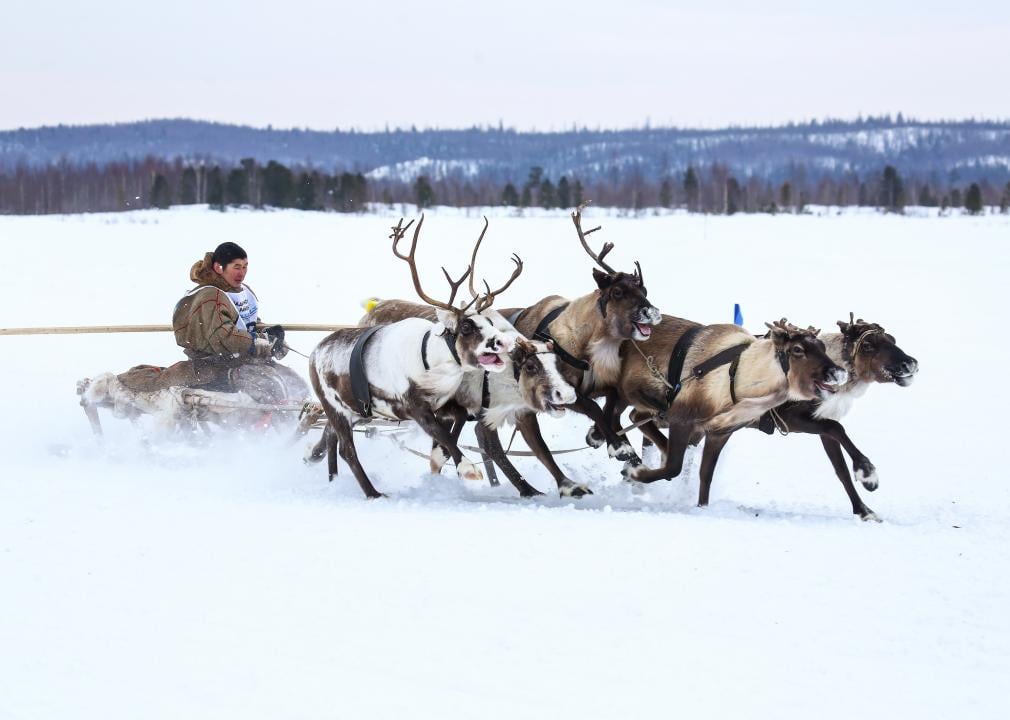 Five reindeer pulling a person on a sled in traditional reindeer sleigh racing on a frozen lake.