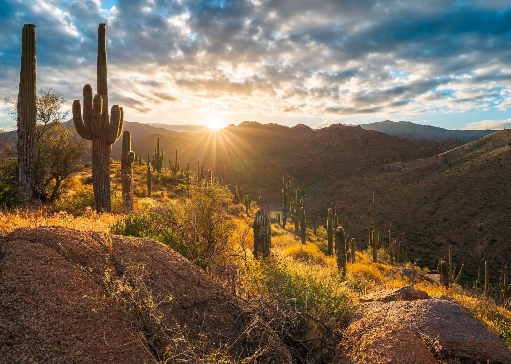 Saguaro cacti in Tonto National Forest.