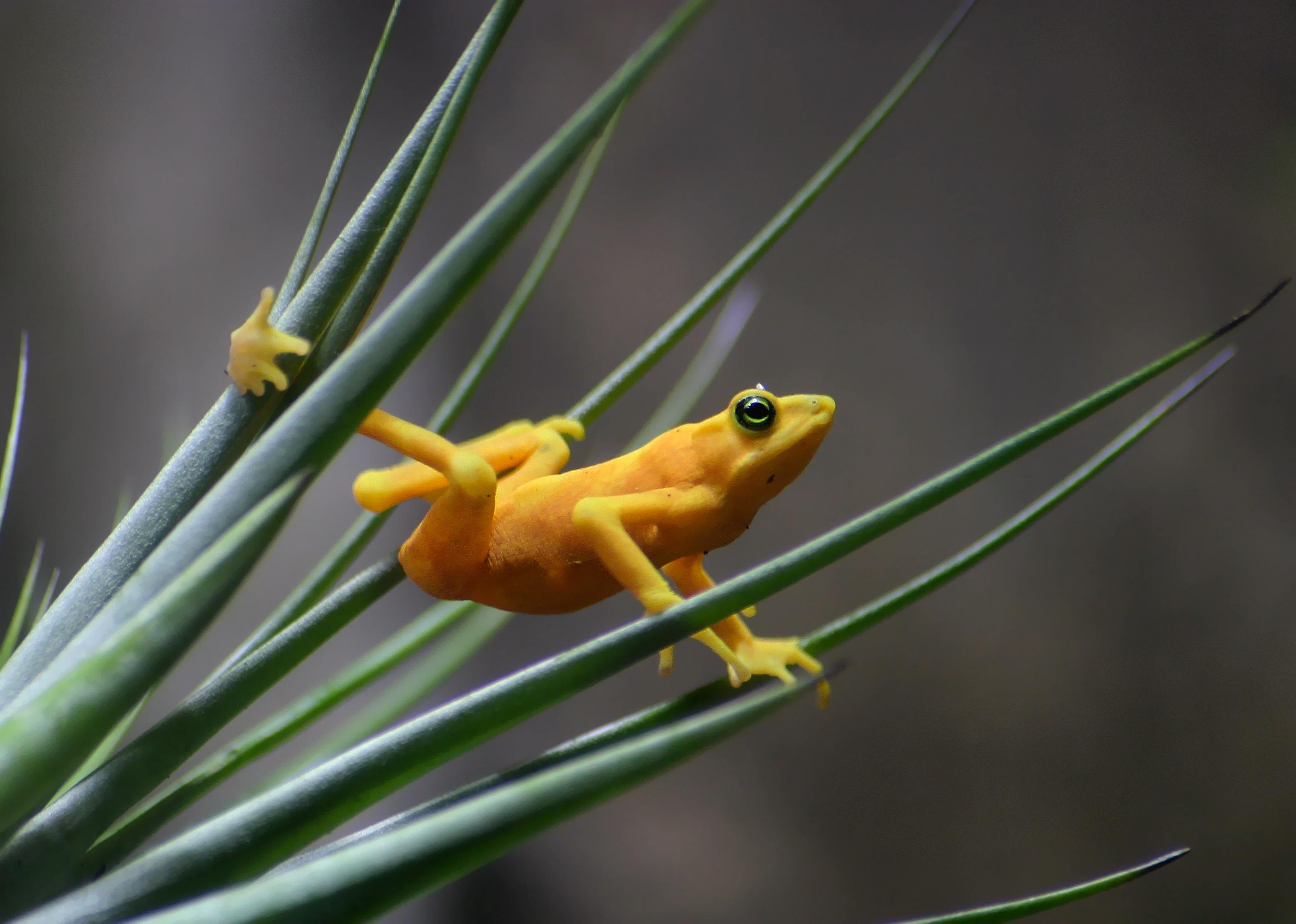 Panamanian Golden Frog on blades of grass.