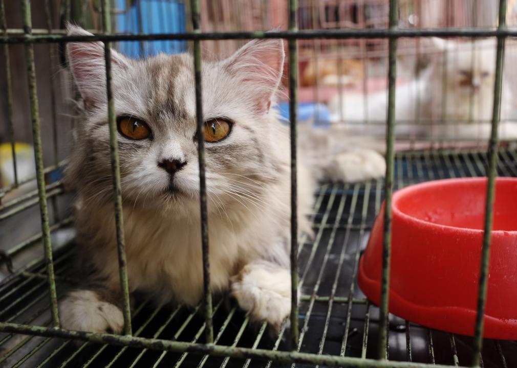 Hairy Cat