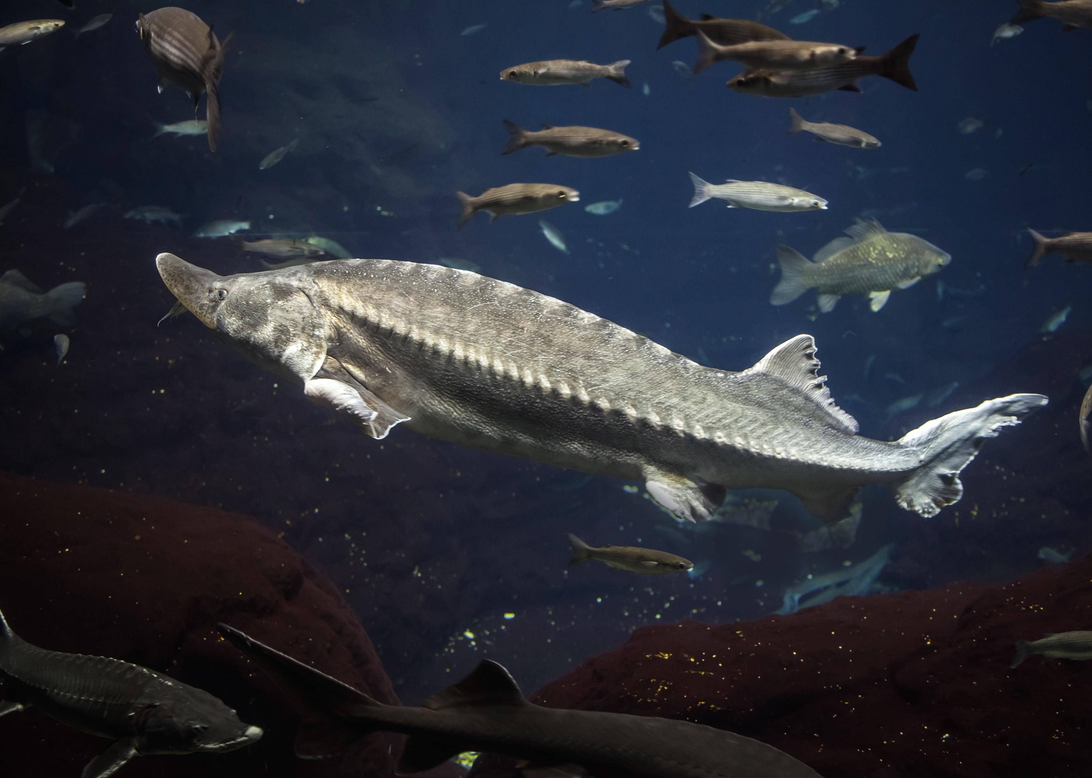 Big Atlantic sturgeon floats in deep blue salt water.