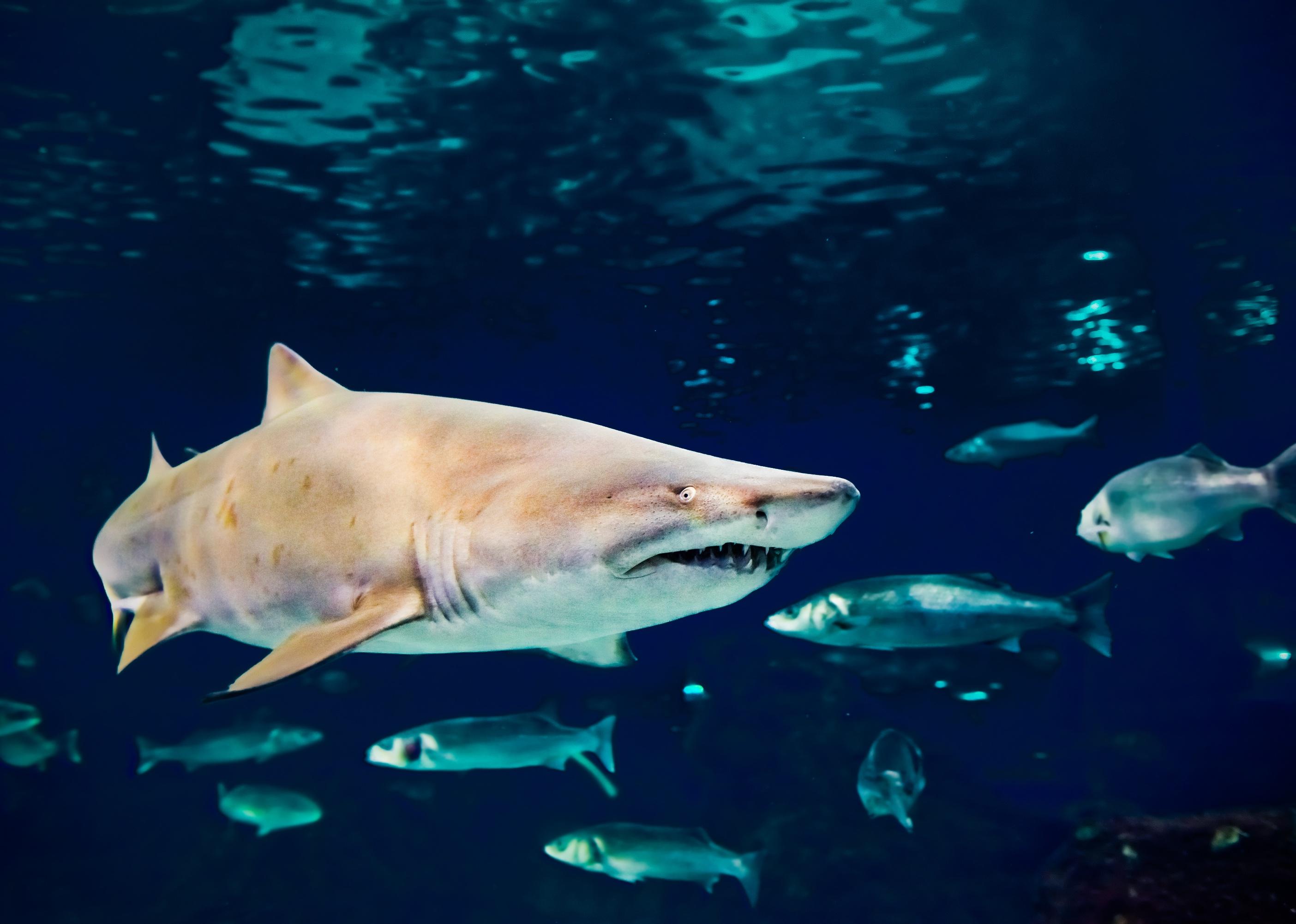 Sand tiger shark underwater close up portrait.