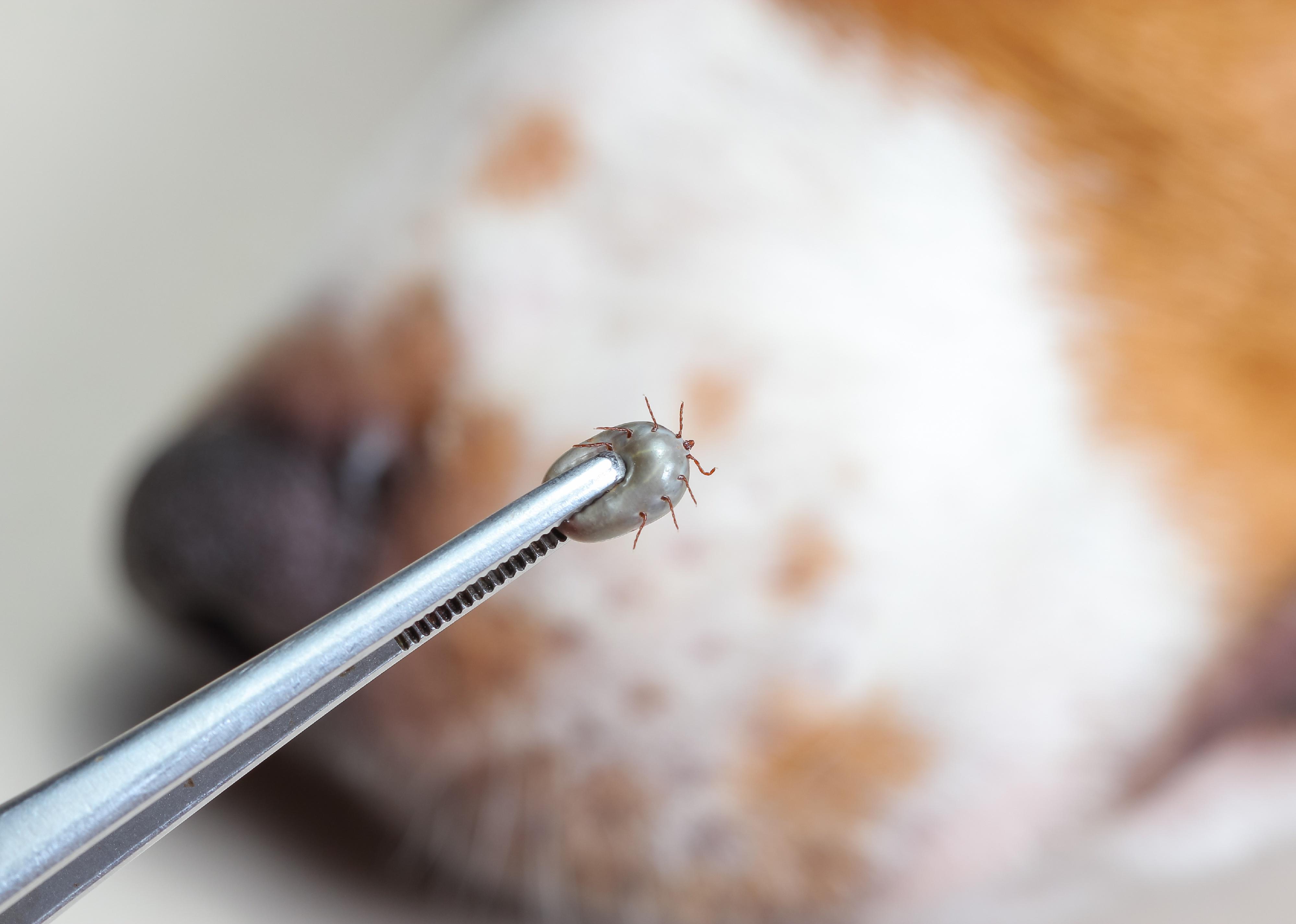 Closeup of human hands with pliers holding a tick.