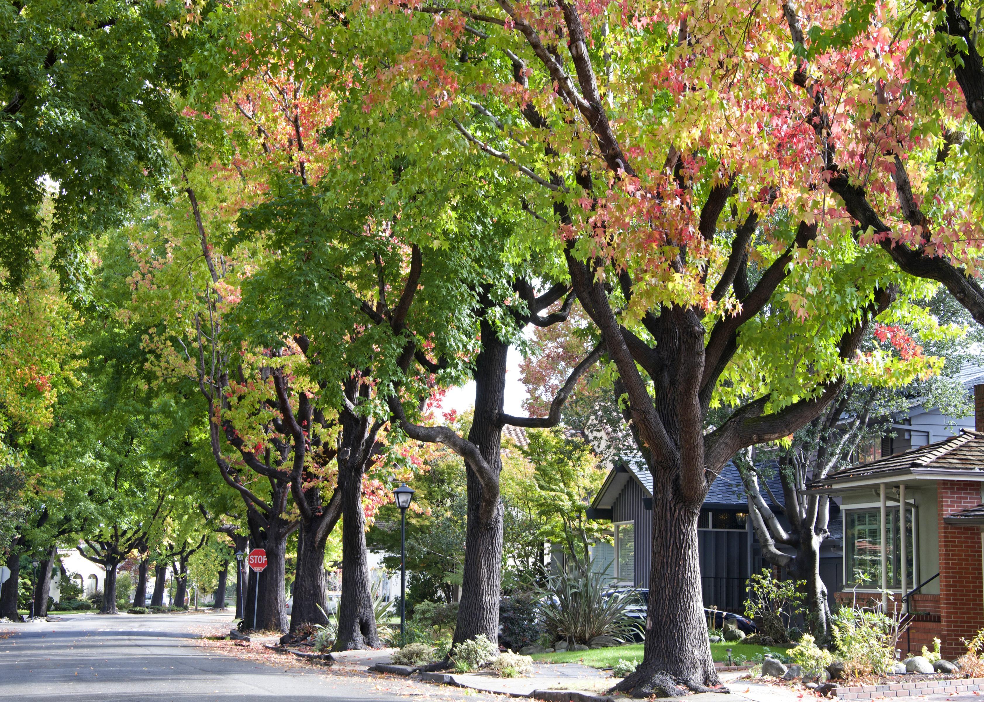 Trees lining a residential street