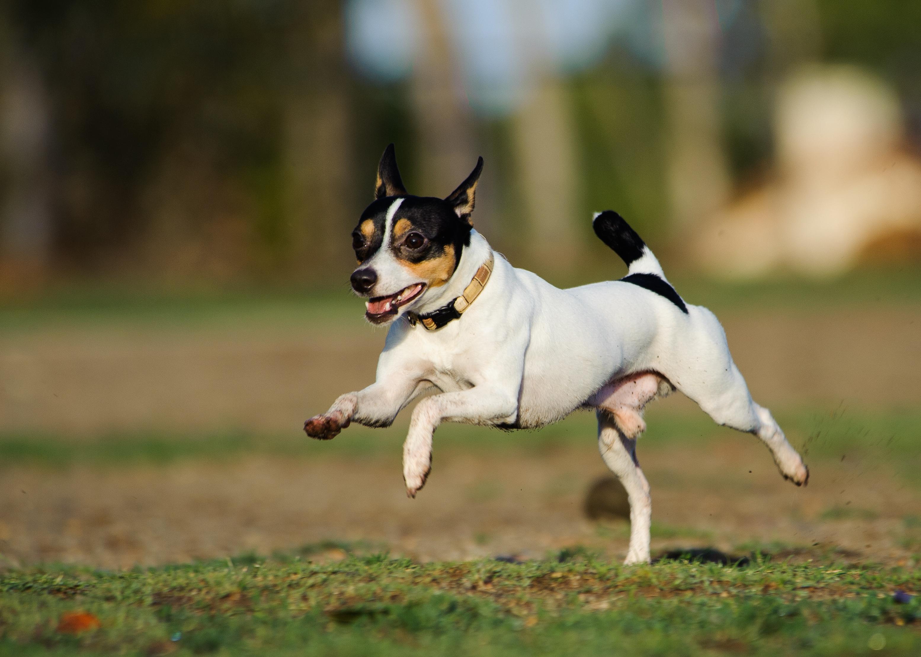 Toy Fox Terrier running through a grass field.