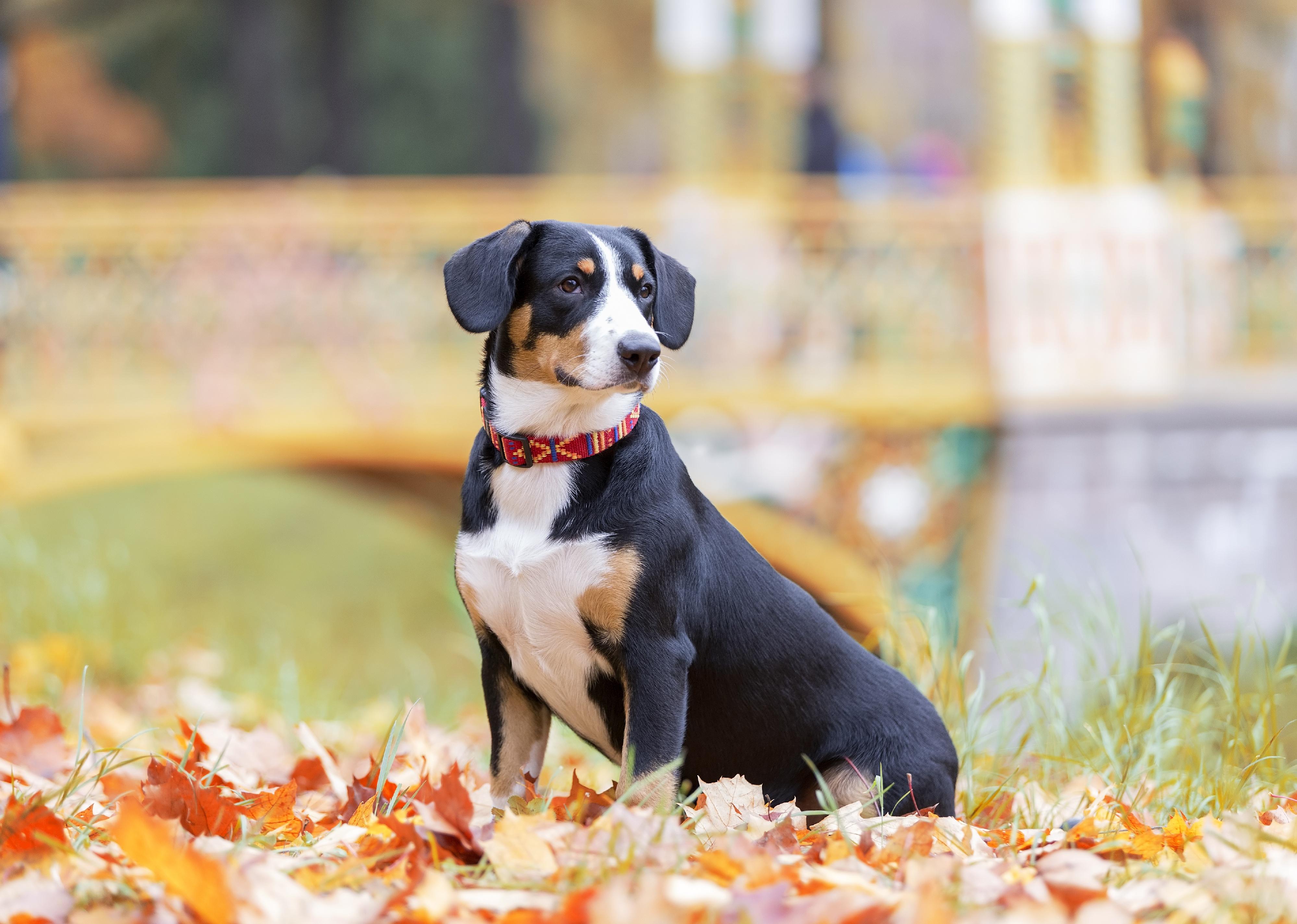 An Entlebucher Mountain Dog in an autumn park.