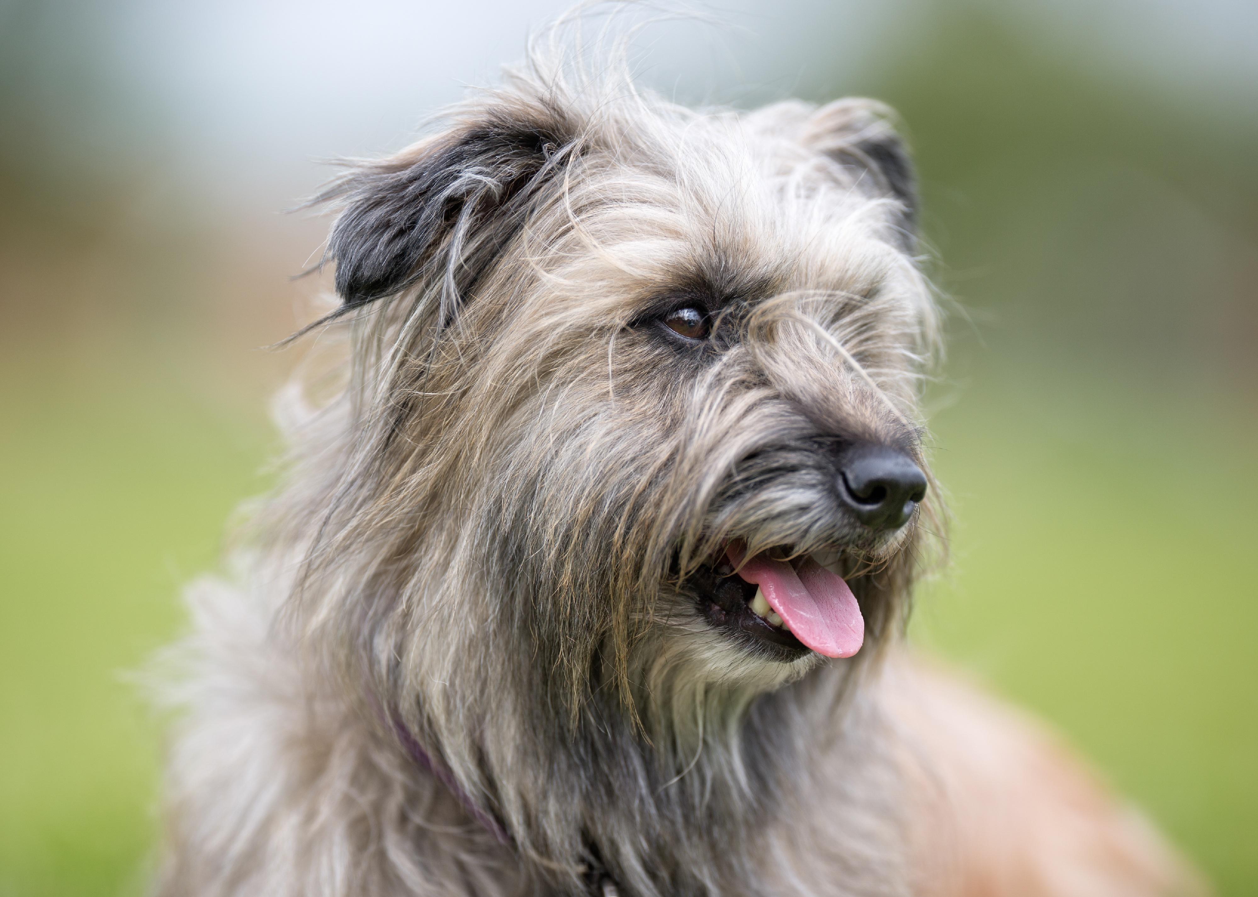 Pyrenean Sheepdog outdoors on grass meadow on a summer day.