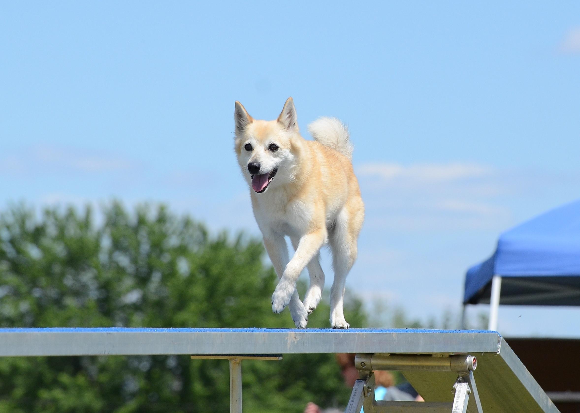 Norwegian Buhund running on a Dog Walk at an agility course.