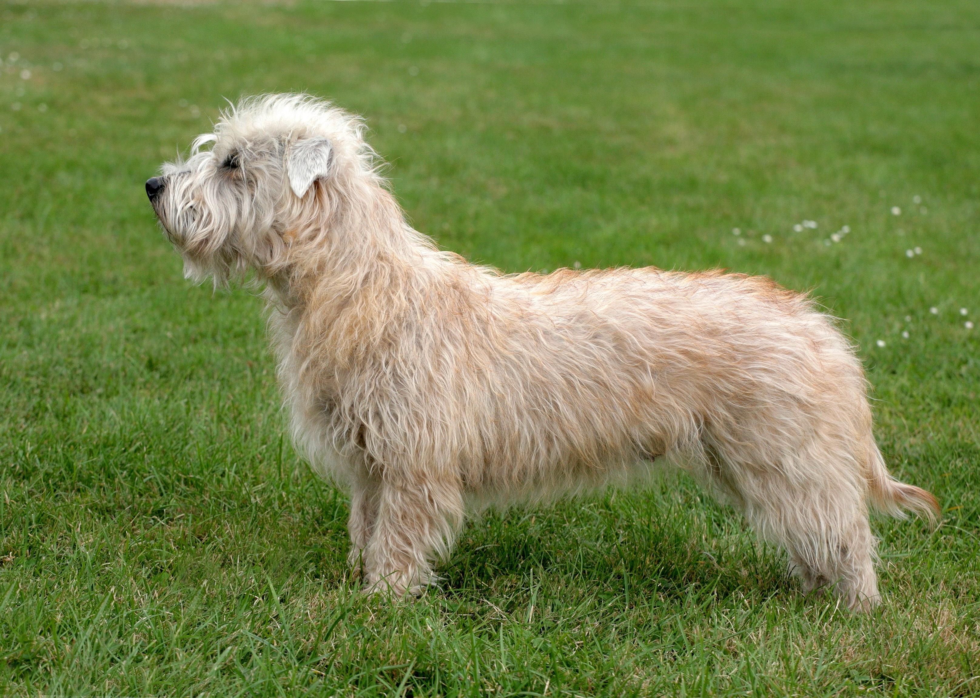 Typical Irish Glen Terrier in a spring garden.