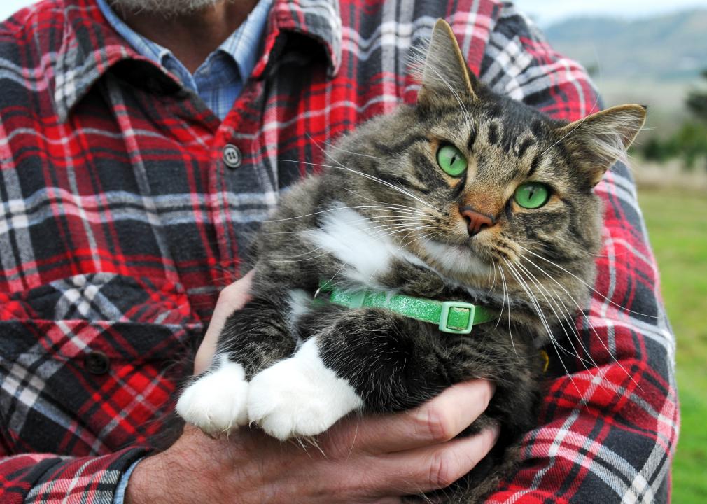 Adopted Cat