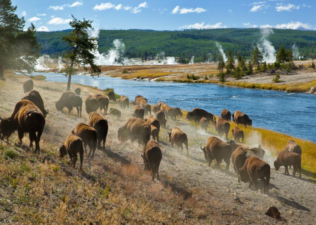 A herd of bison moves along a river