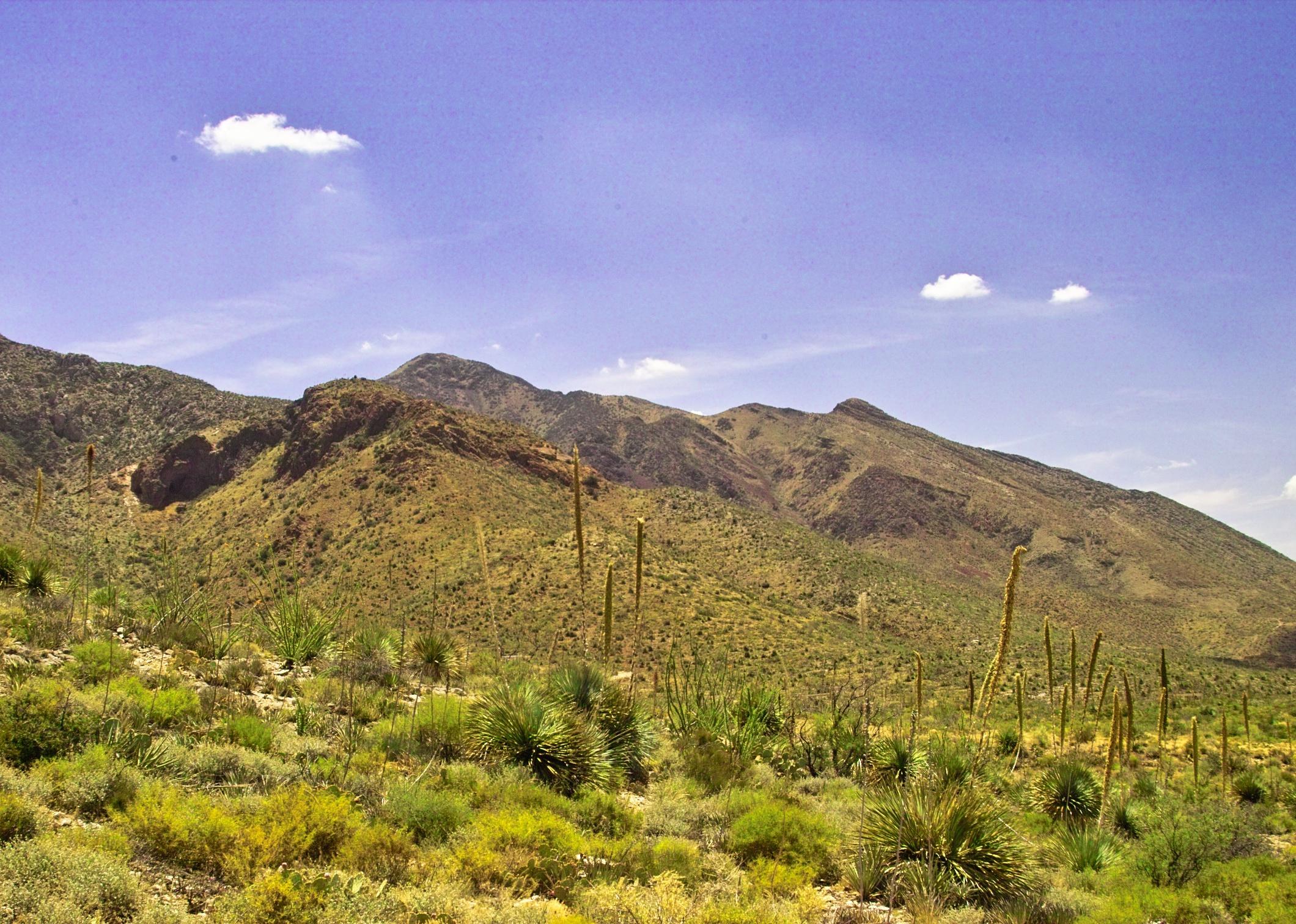 Desert Mountain View in Tom Mays Park.