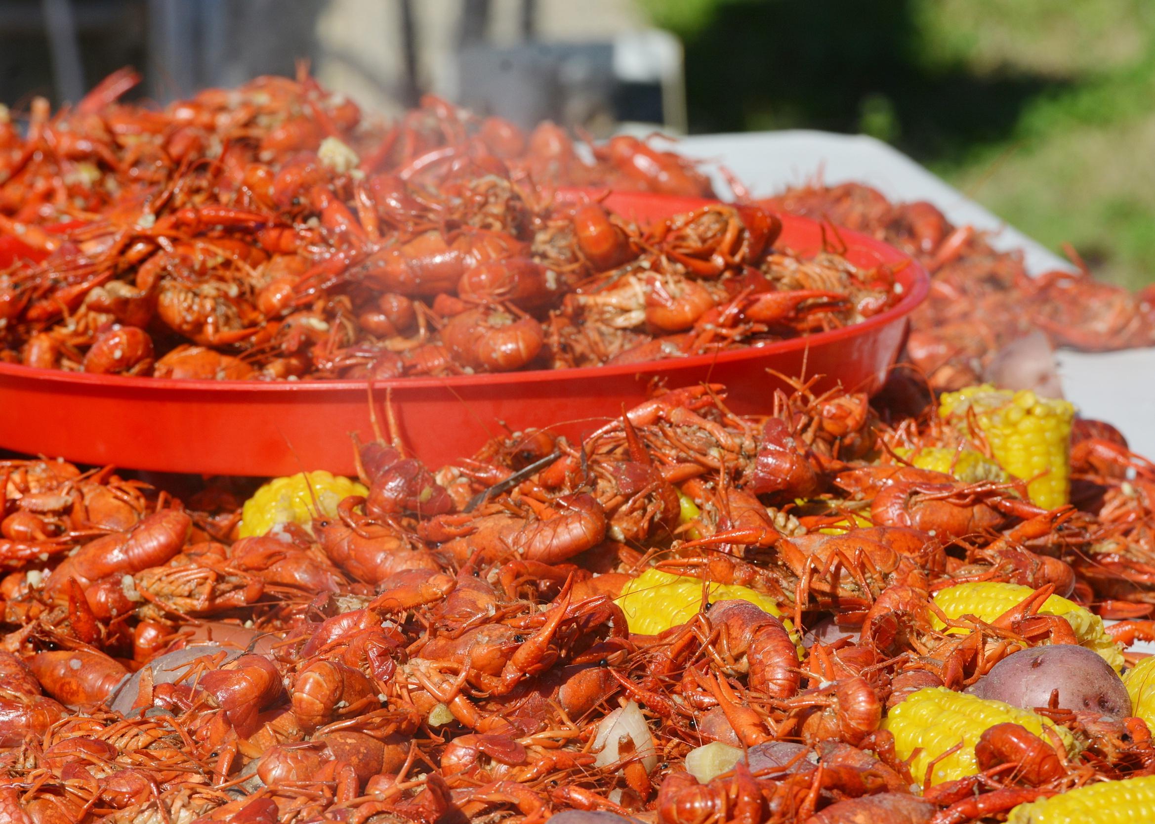 Close up of freshly boiled Louisiana crawfish spread on outdoor table.