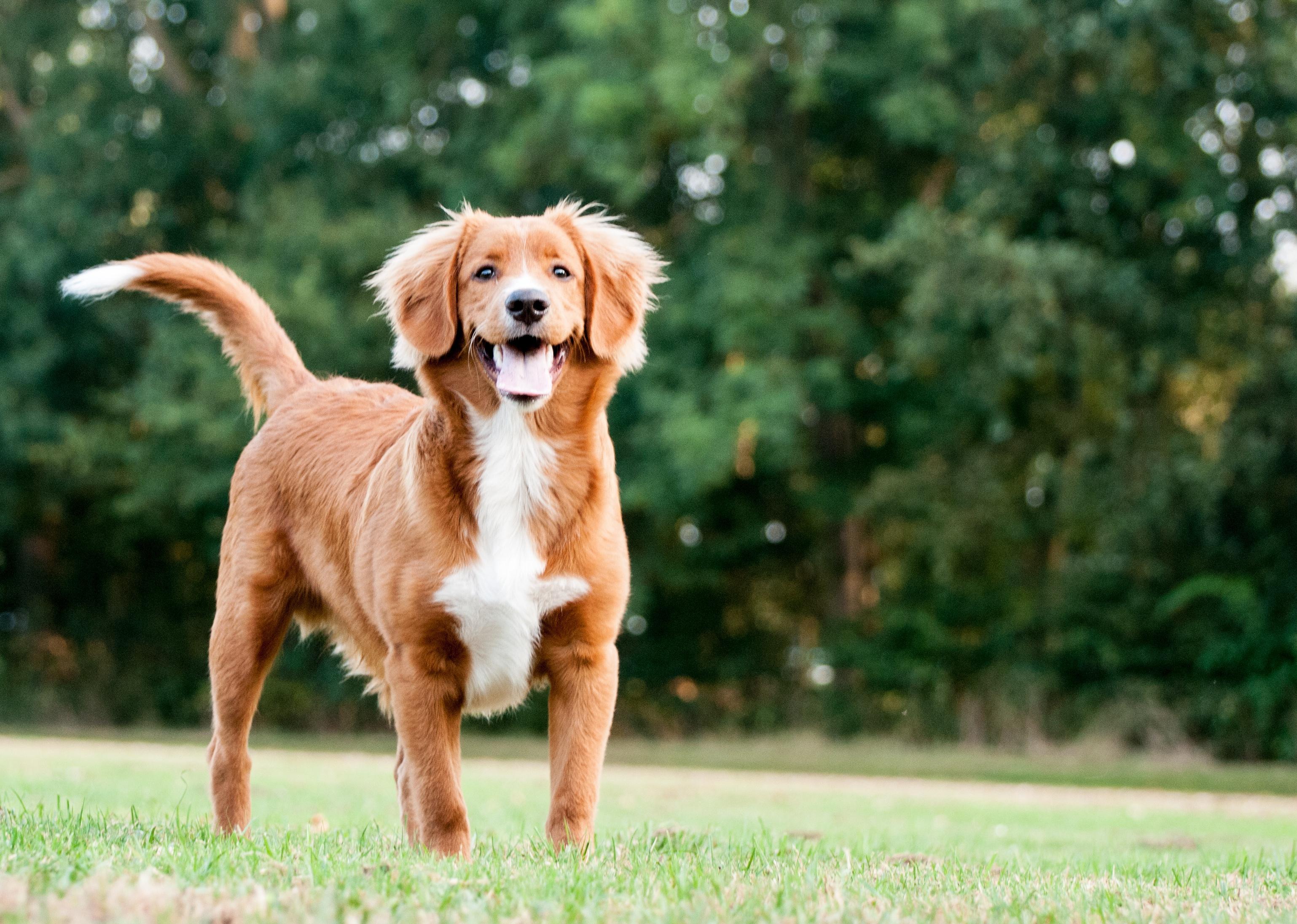 Young Nova Scotia Duck tolling Retriever standing in grass field.