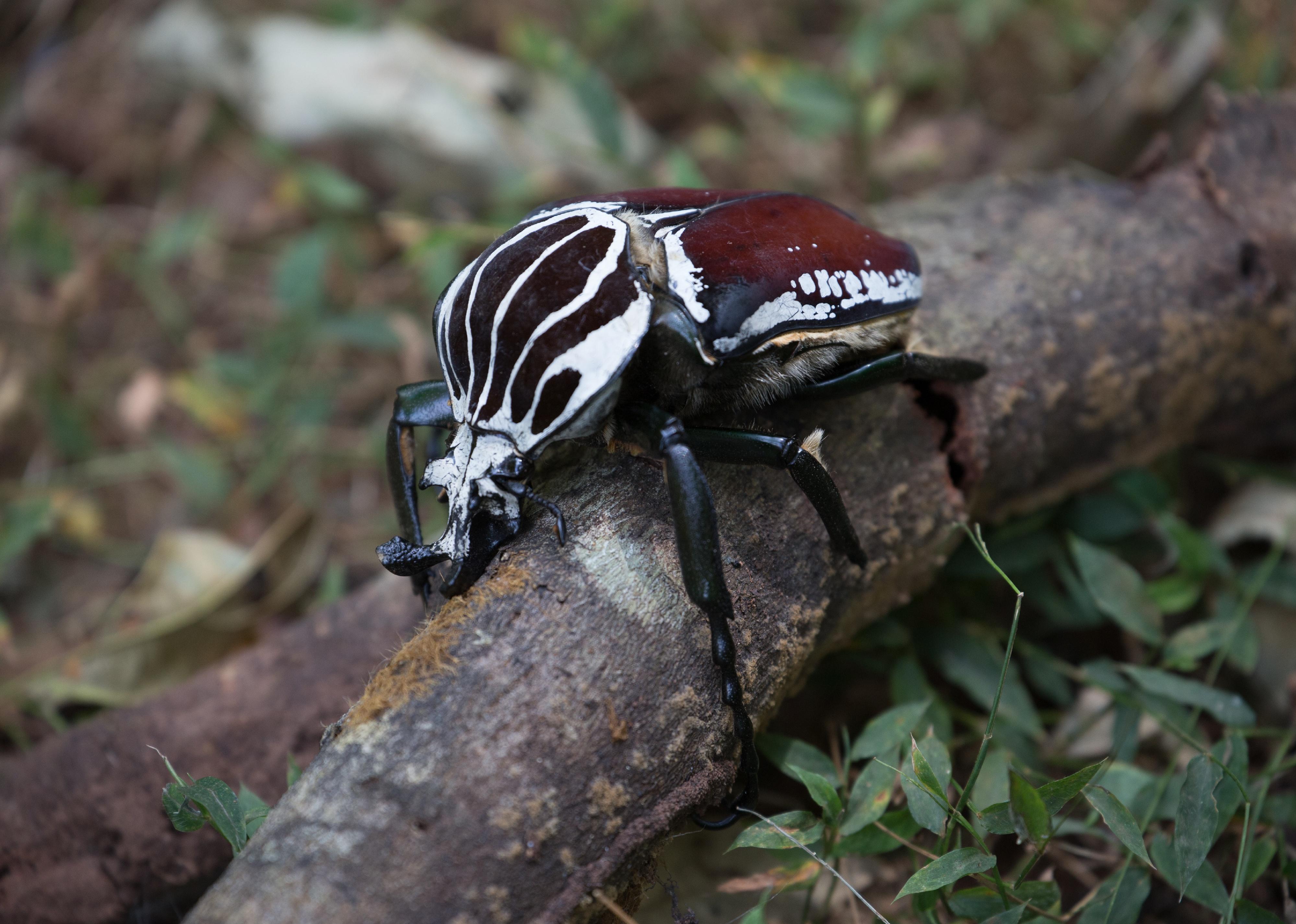 Close-up of Goliath beetle on branch.