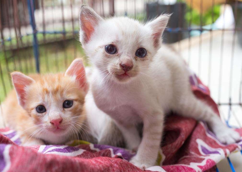 Two Kittens