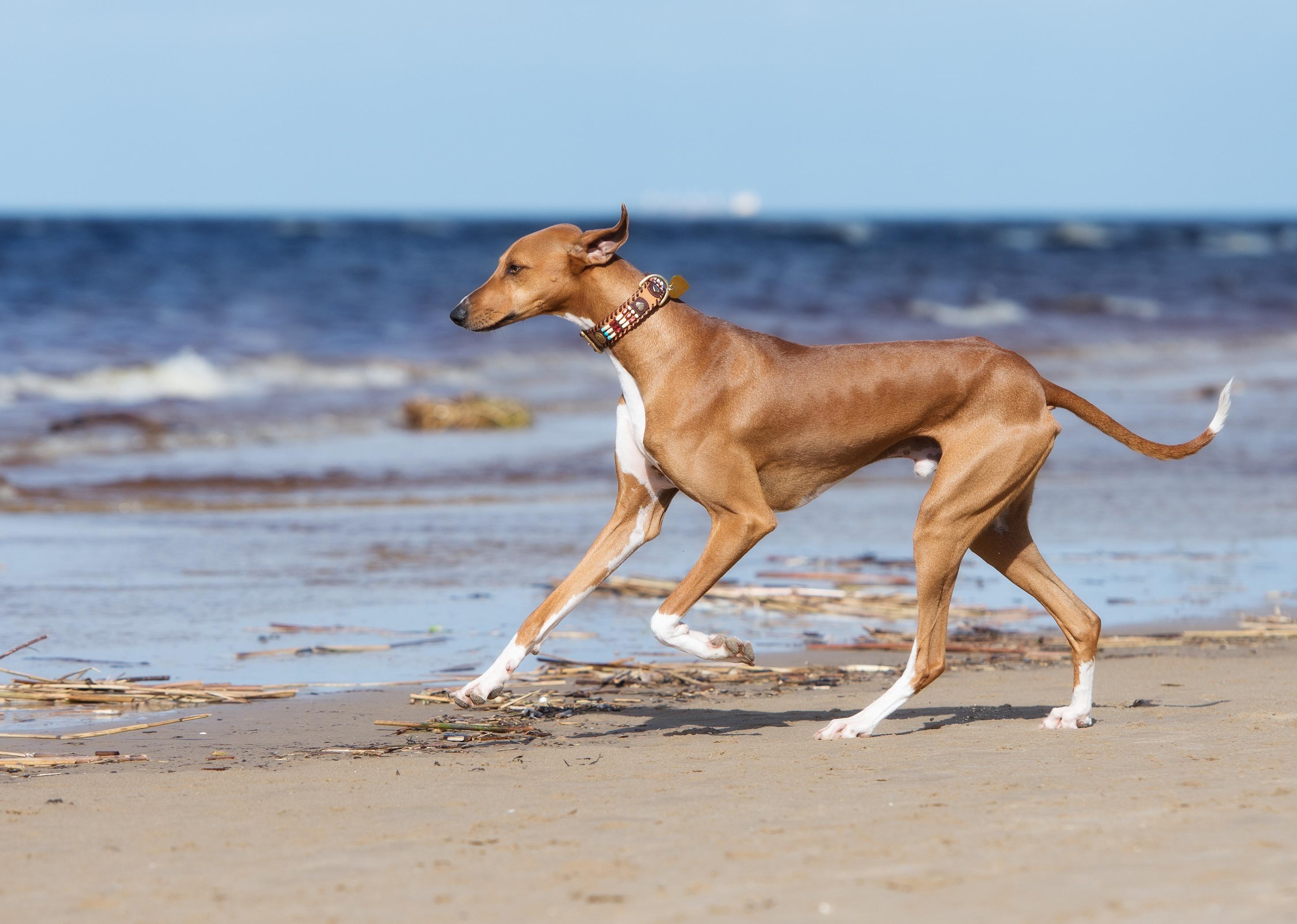 An Azawakh dog running on a beach.