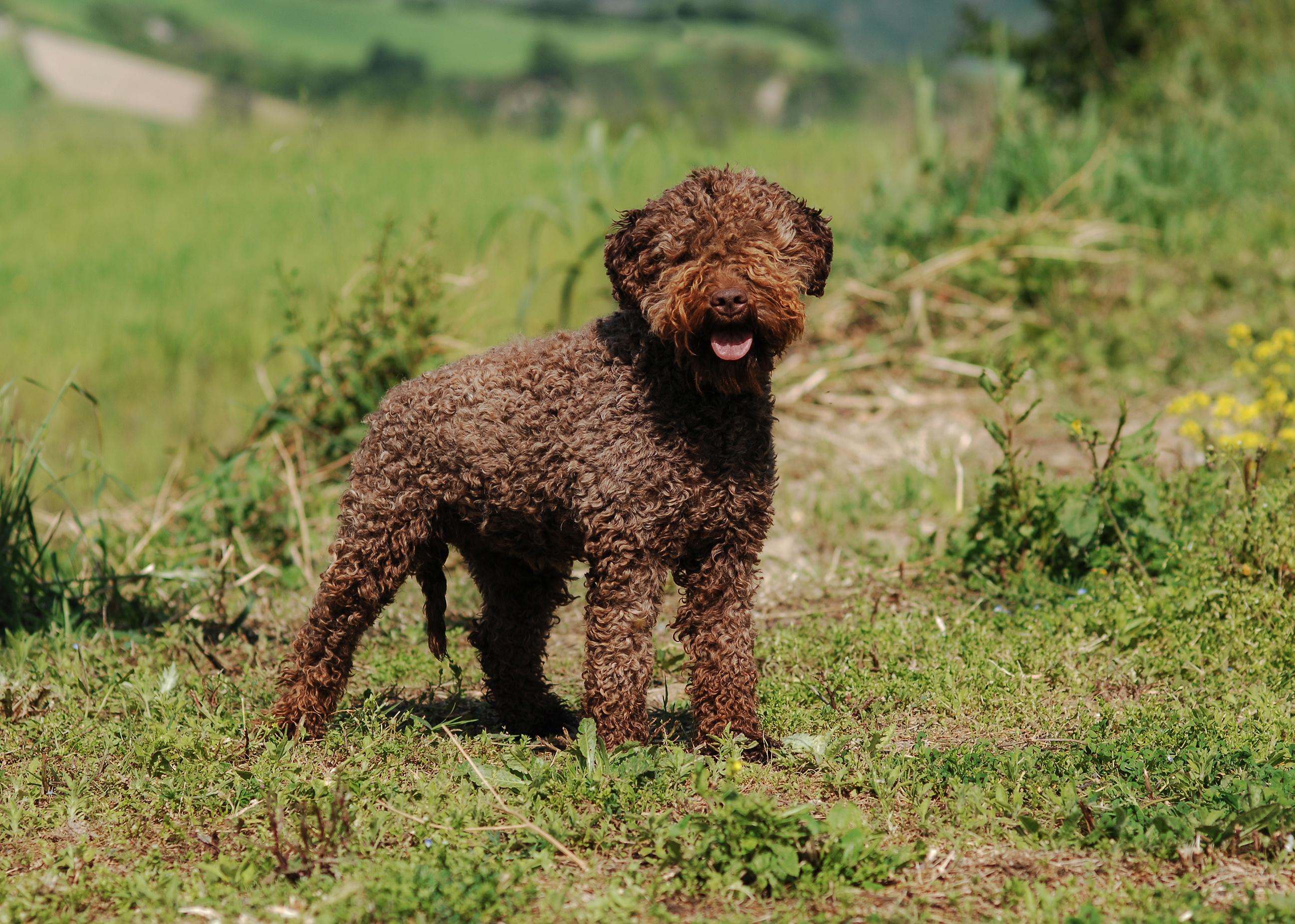 Lagotto Romagnolo truffle dog standing in grassy outdoors.