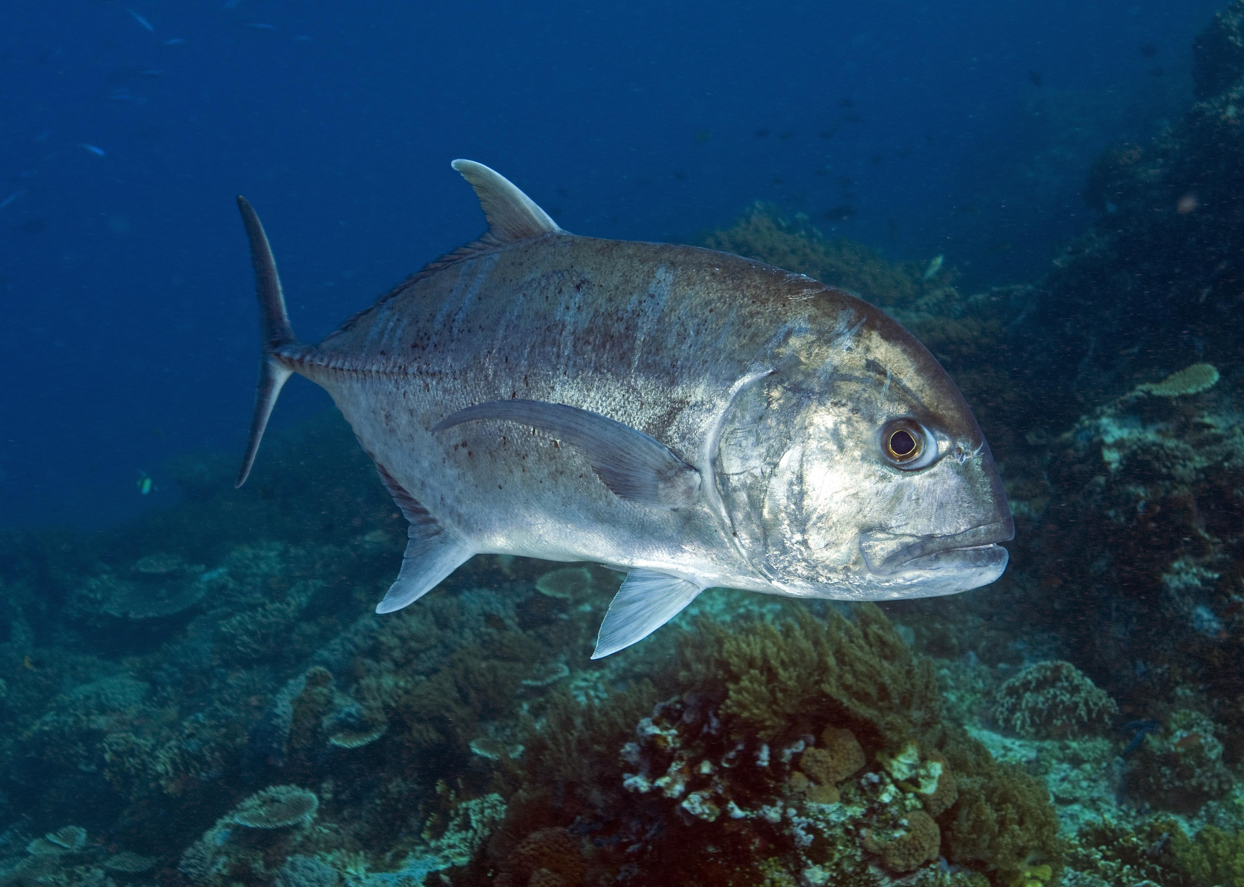 Giant trevally swimming in water.