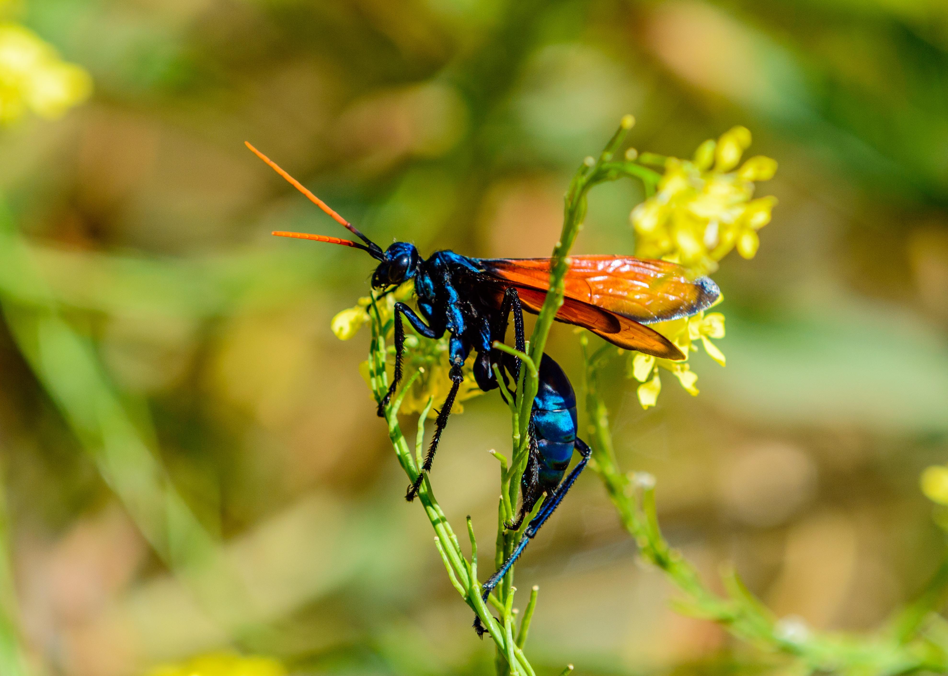 Tarantula hawk wasp on flower stem.