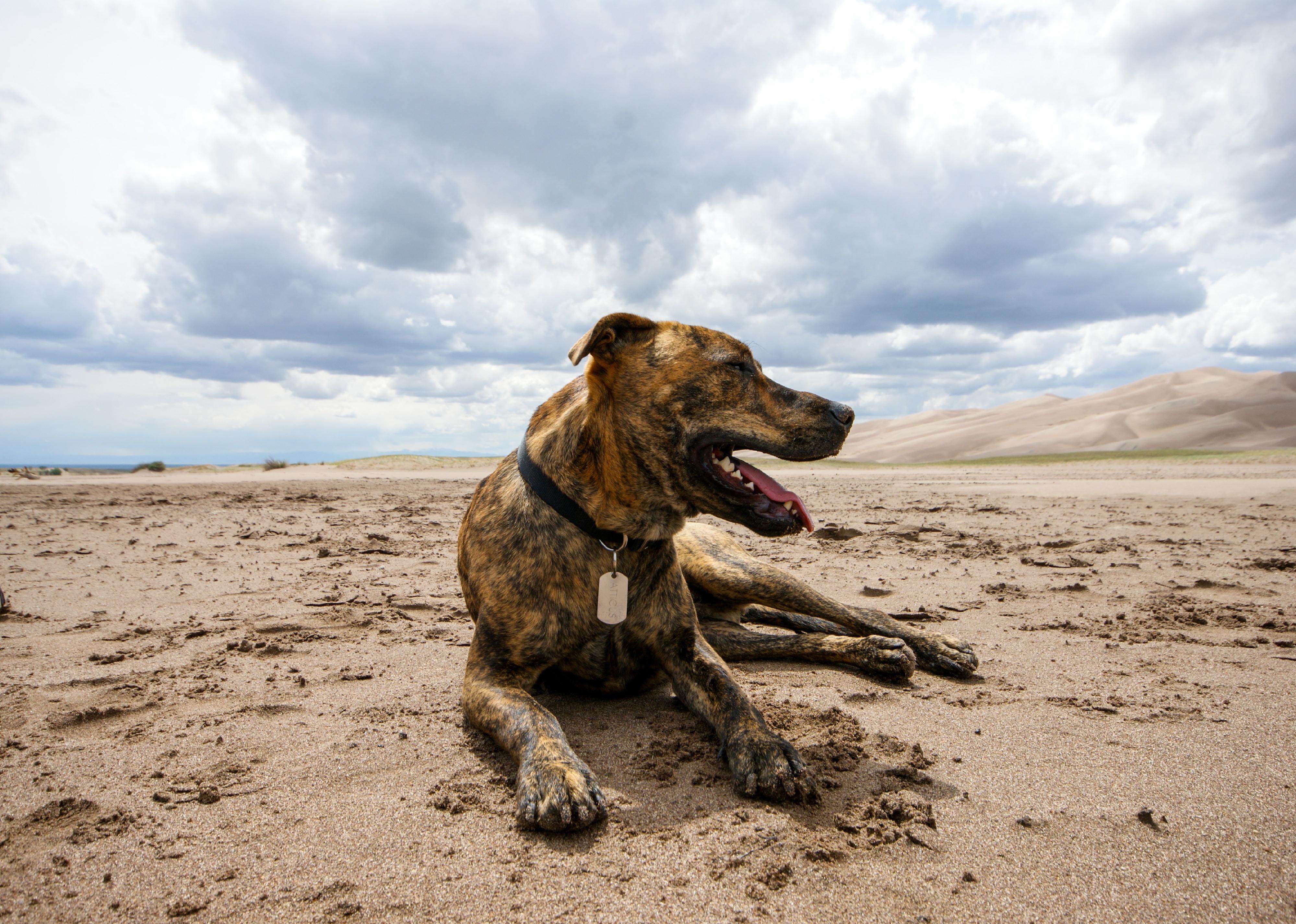 A Plott Hound laying in the sand of a beach.