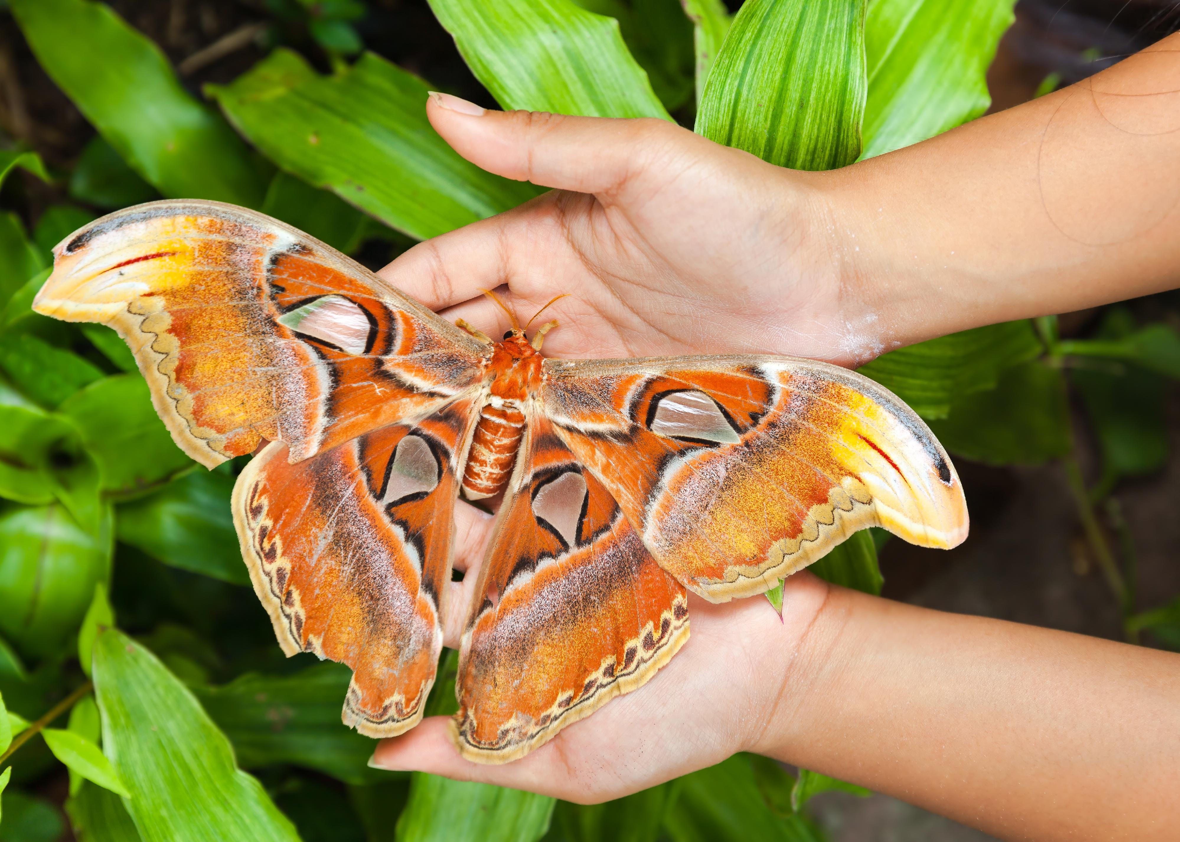 Close-up of large Atlas moth on hand.
