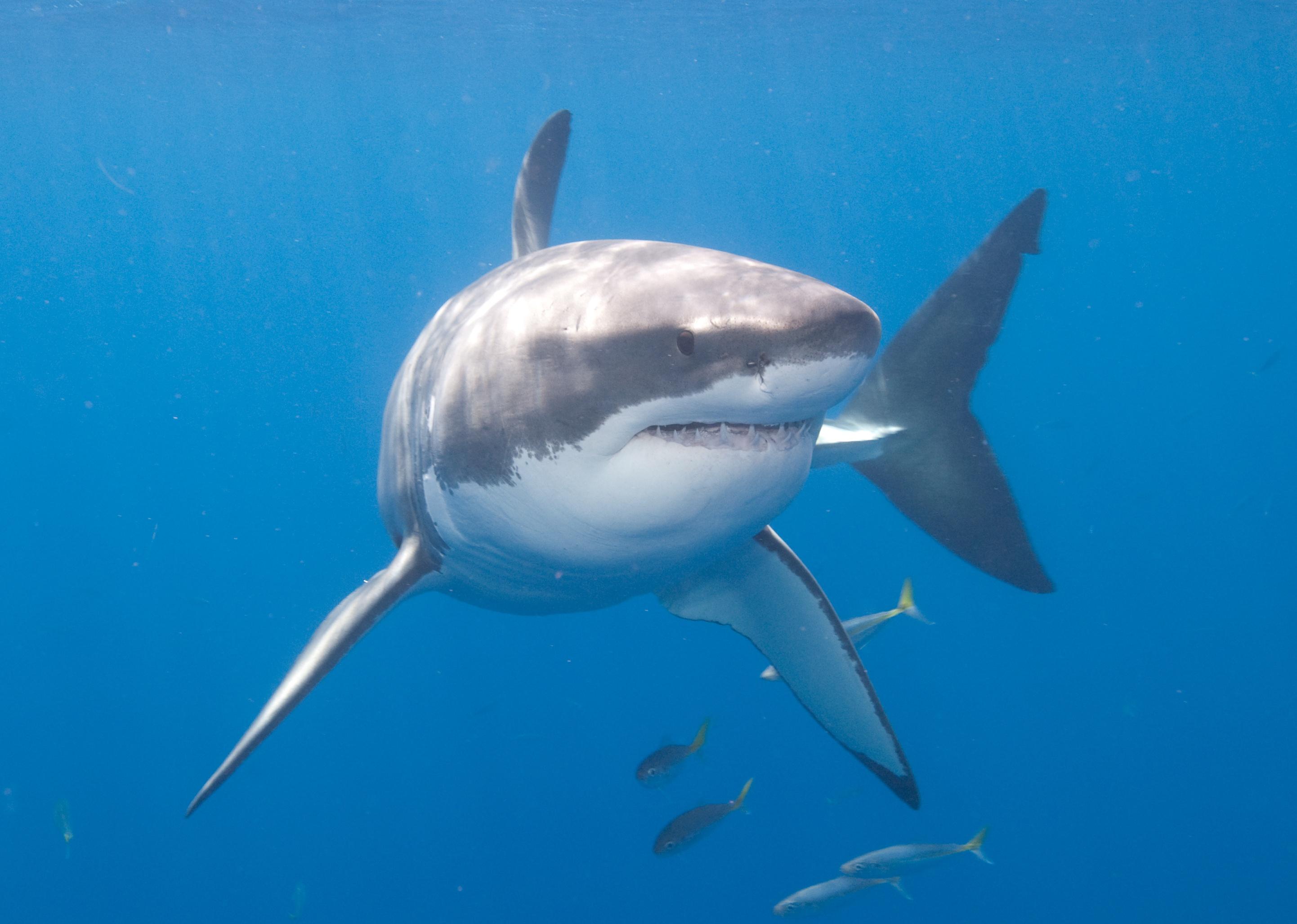 Great white shark underwater.