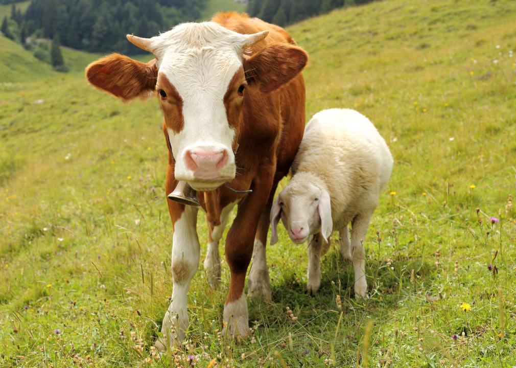 A cow and sheep side by side in a pasture.