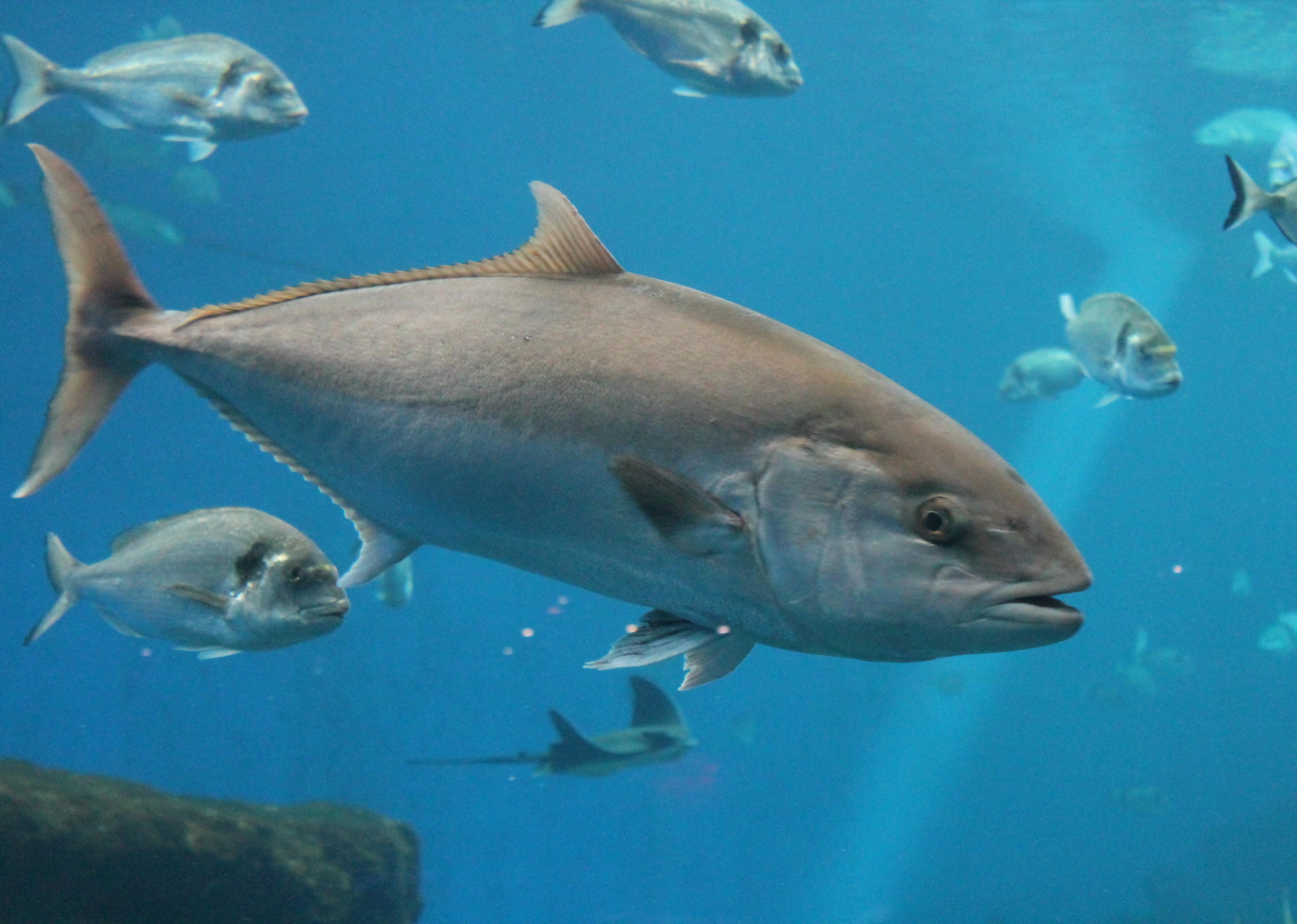 Tuna fish swimming in ocean underwater.