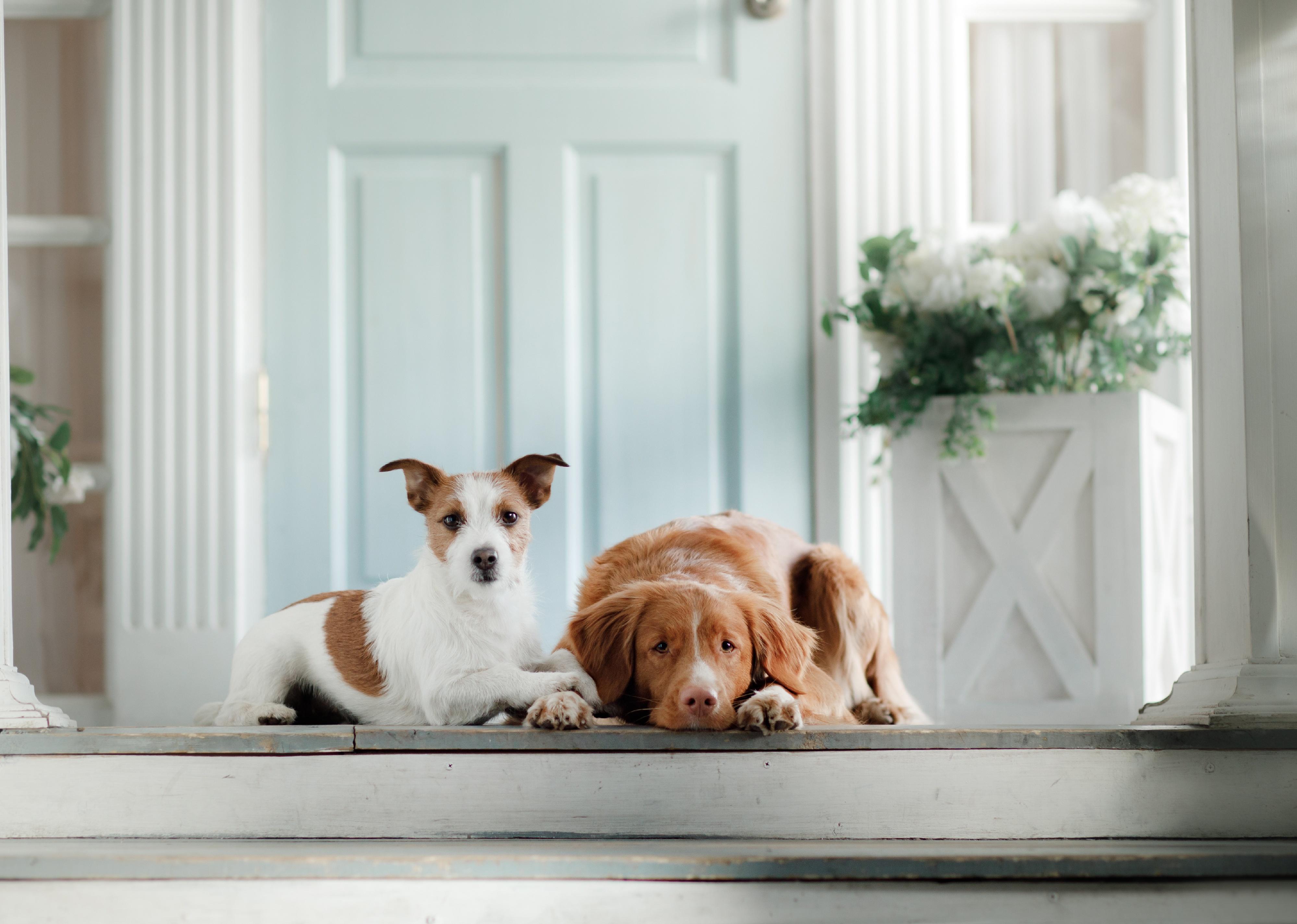 Two dogs lying on a porch in front of a pastel blue door.