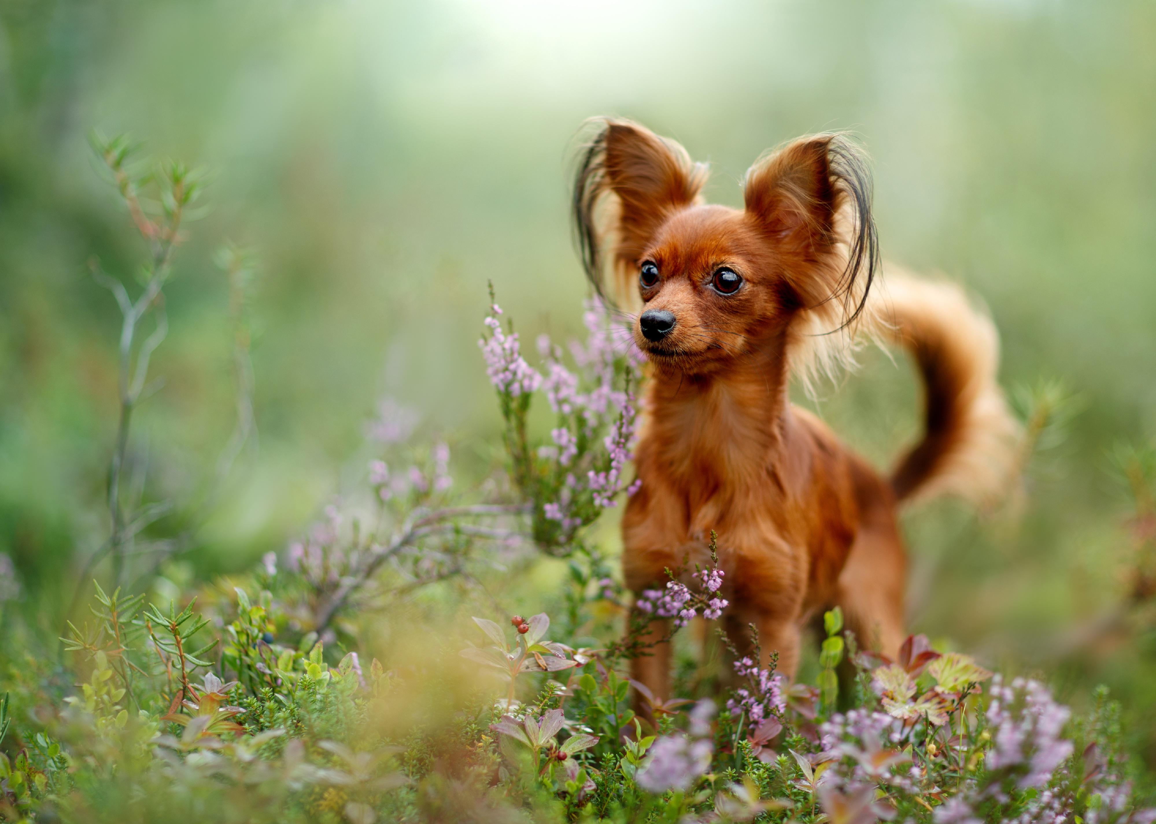 Russian Toy Terrier in the autumn forest.