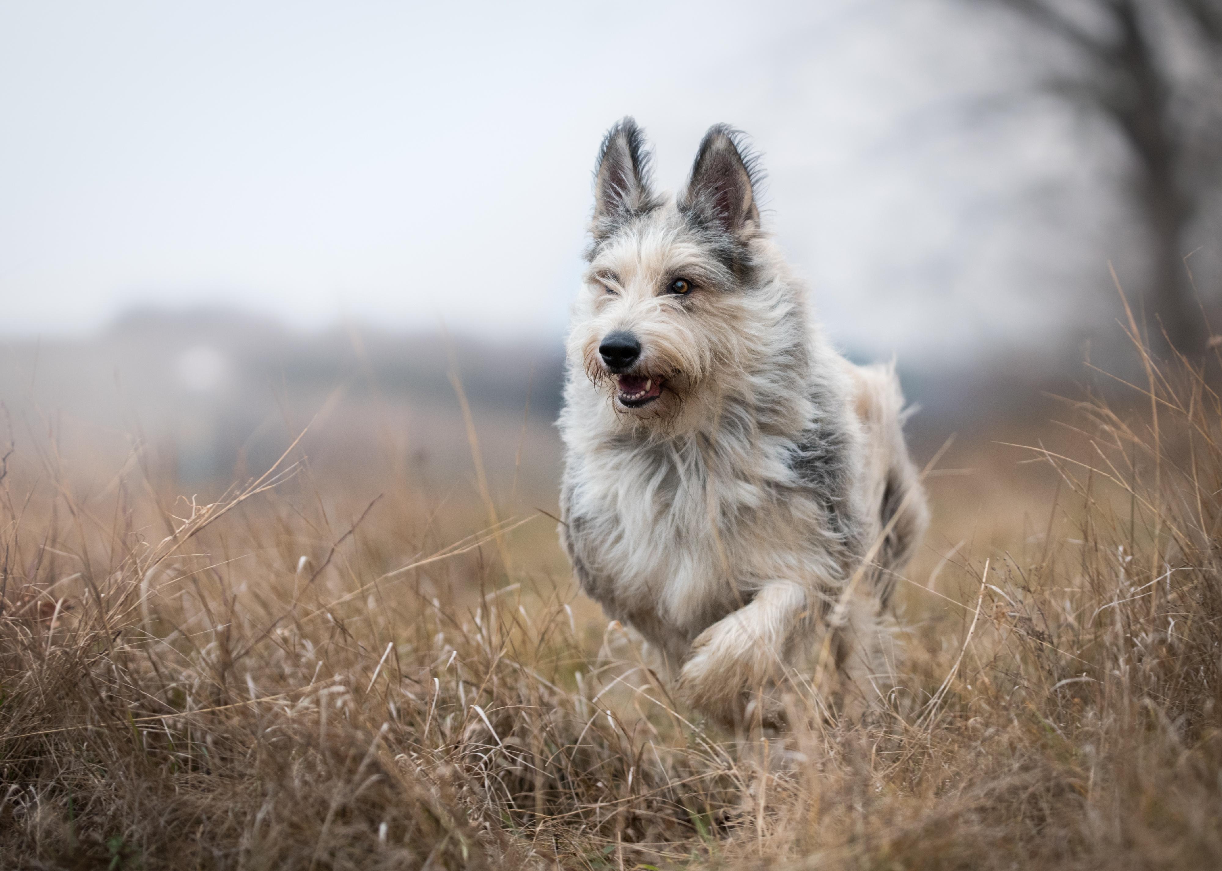 Berger picard dog running through a winter field.