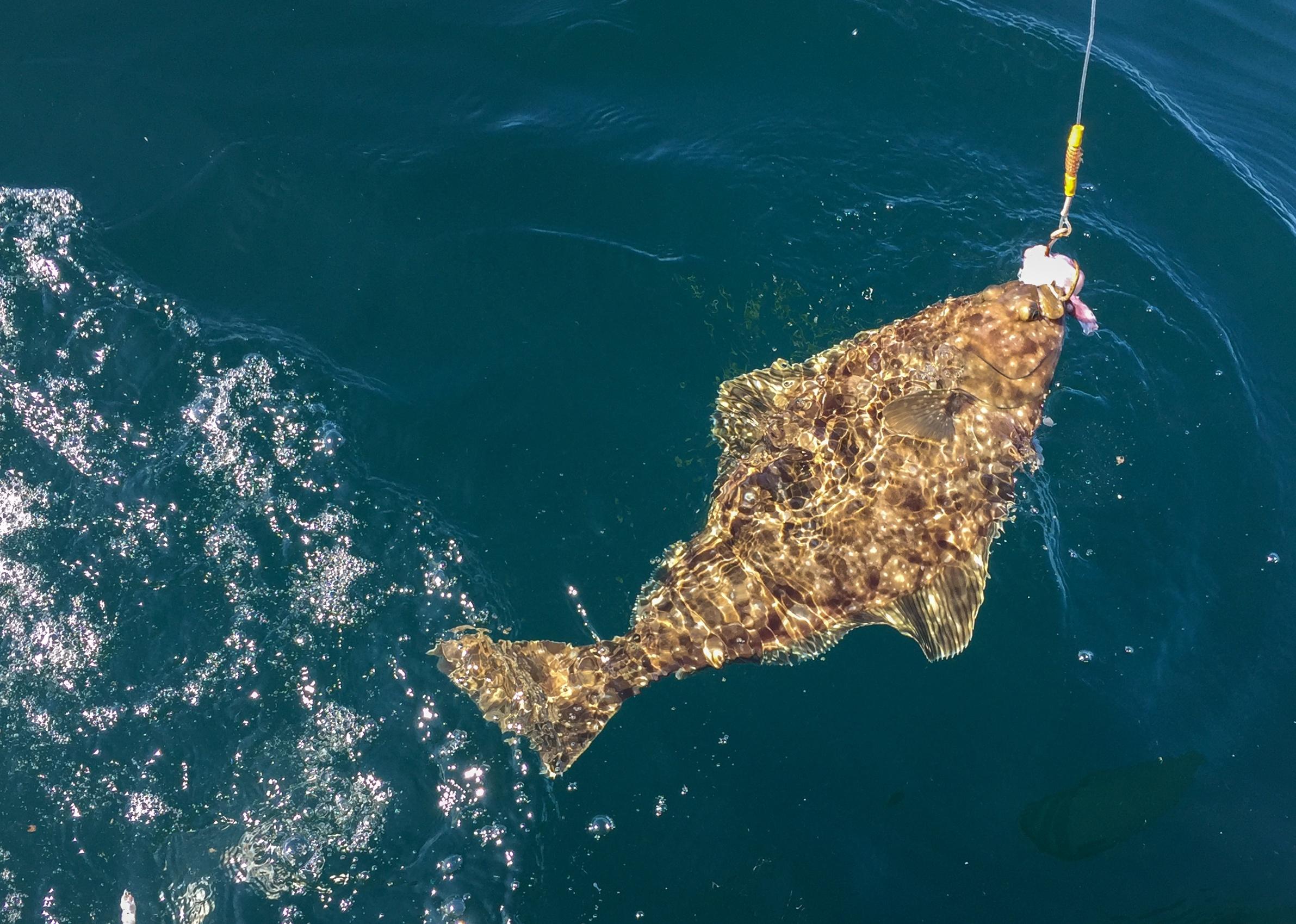 A bottom feeding Alaskan halibut pulled to the surface by a sport fisher.