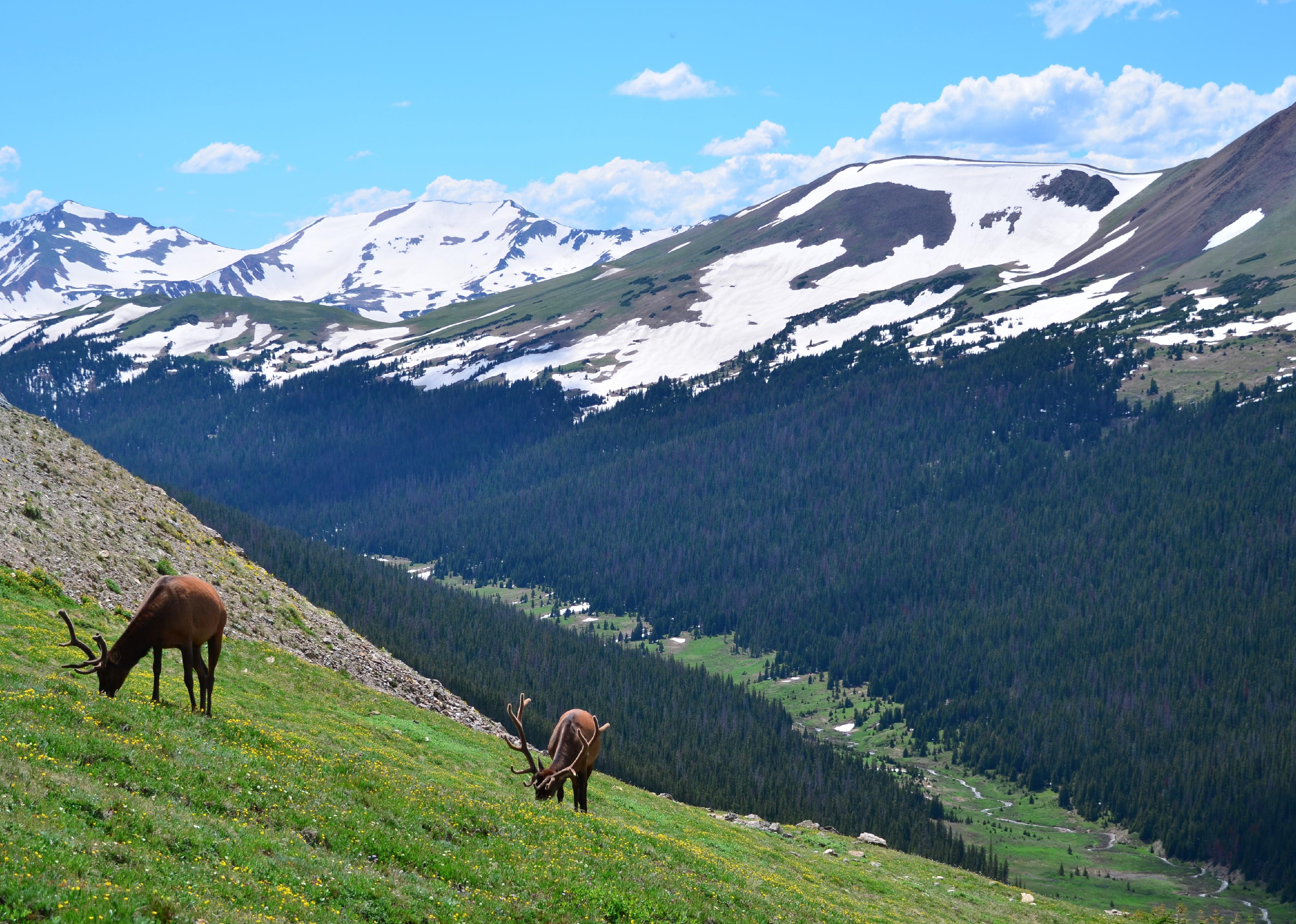 Elk in foreground of Rocky Mountain National Park.