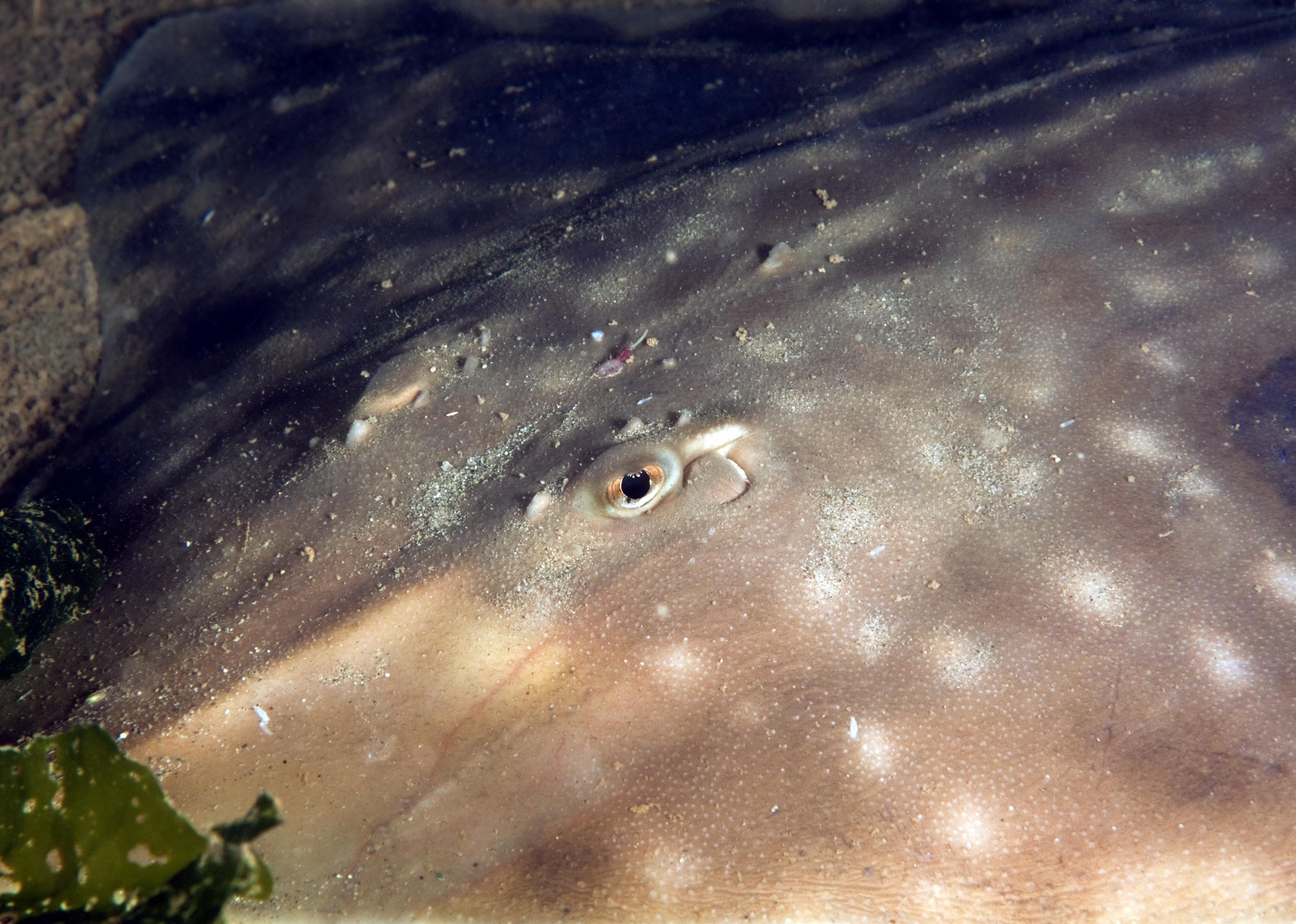 A big skate laying on the ocean floor.